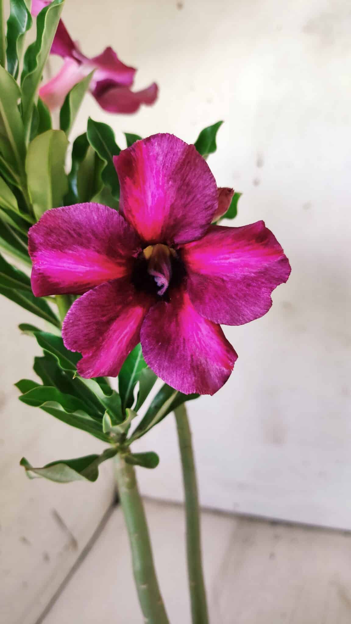 Planta Simples 2750 – 30cm – 02 anos