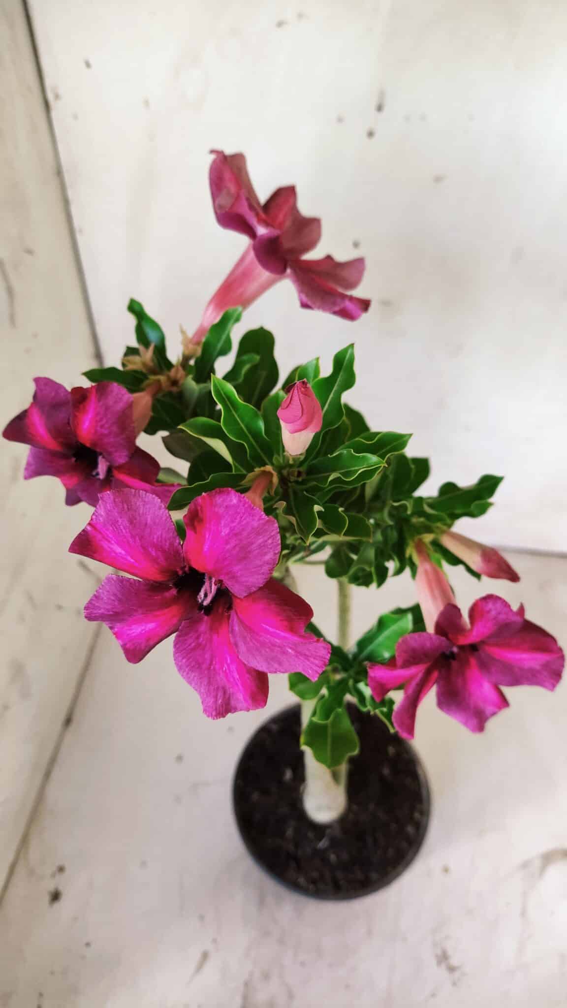 Planta Simples 2750 – 30cm – 02 anos