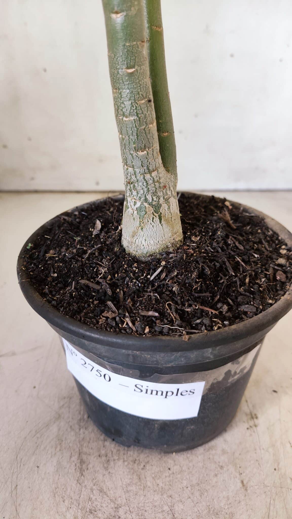 Planta Simples 2750 – 30cm – 02 anos