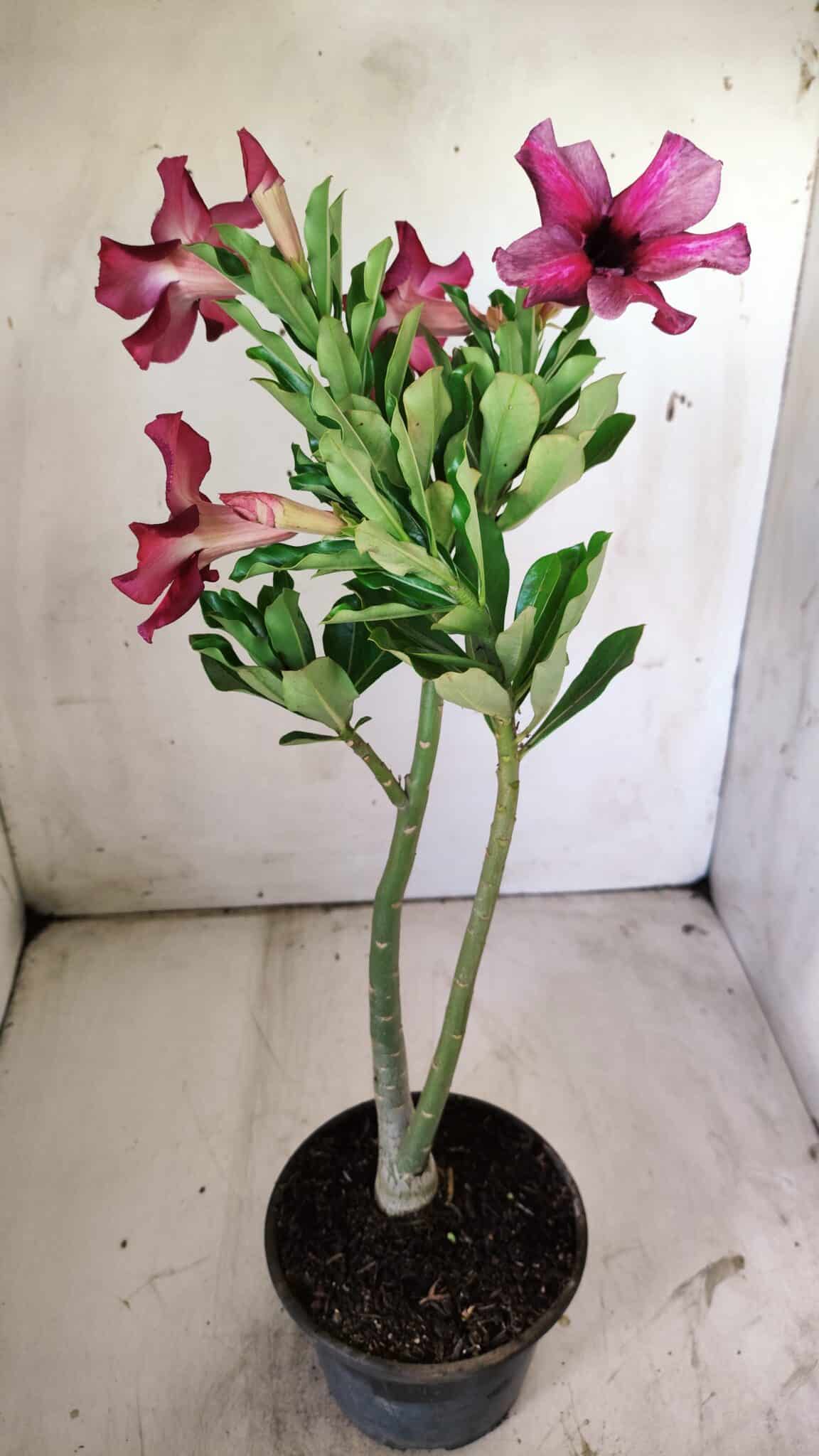 Planta Simples 2750 – 30cm – 02 anos