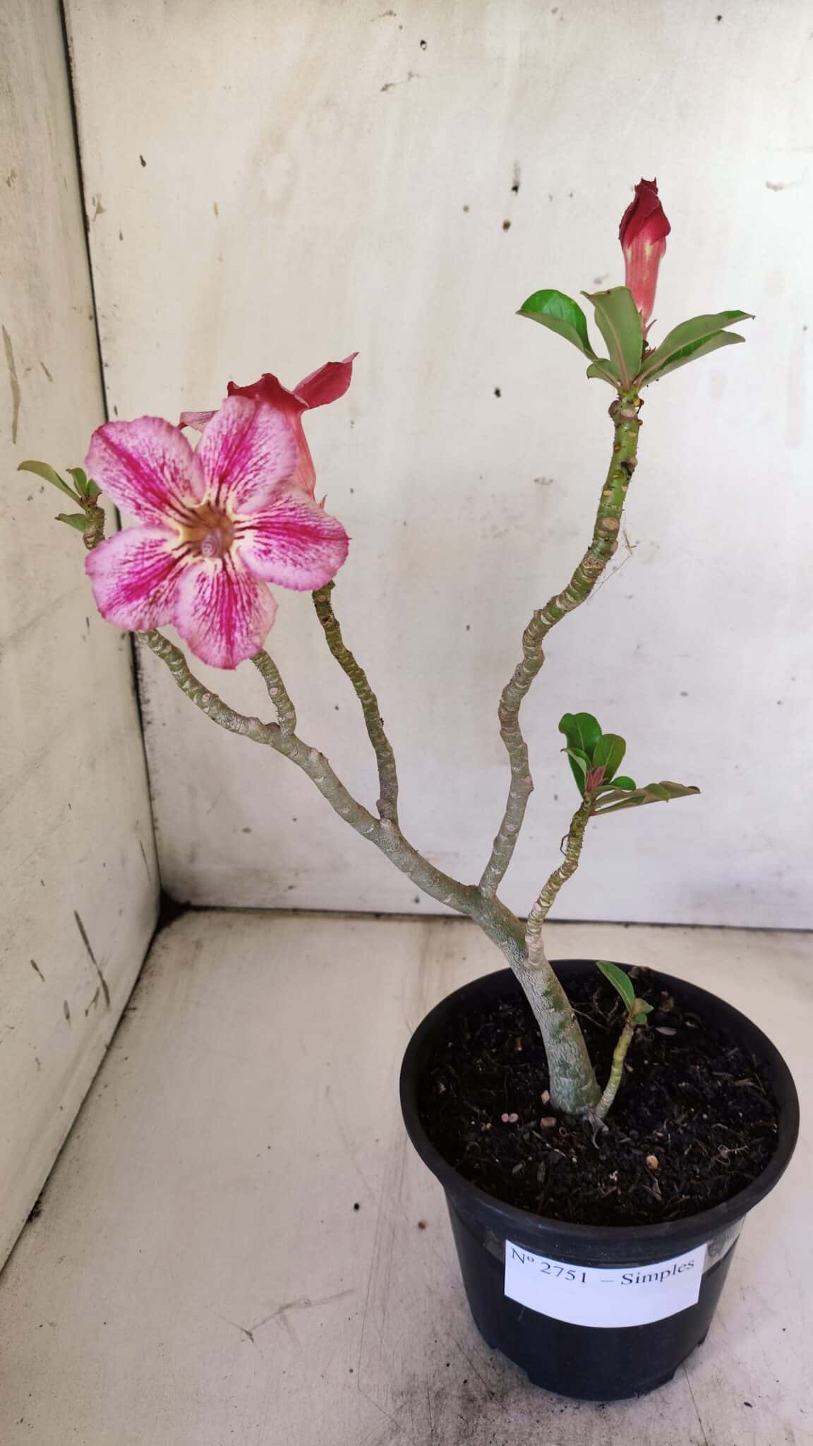 Planta Simples 2751 – 30cm – 02 anos