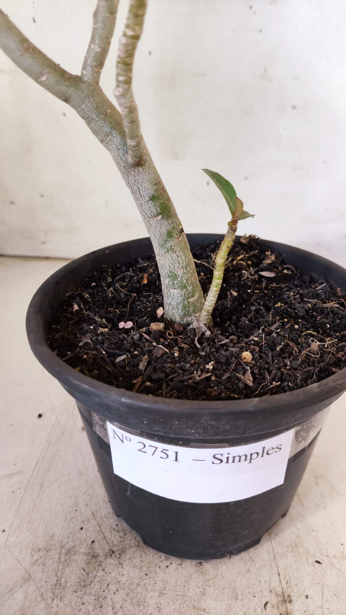 Planta Simples 2751 – 30cm – 02 anos