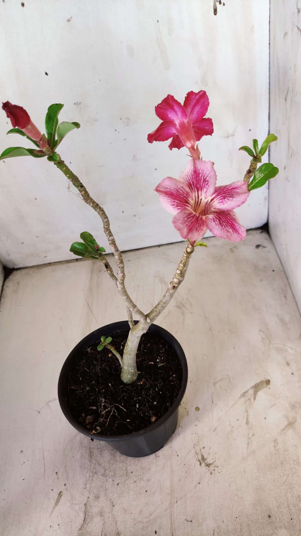 Planta Simples 2751 – 30cm – 02 anos