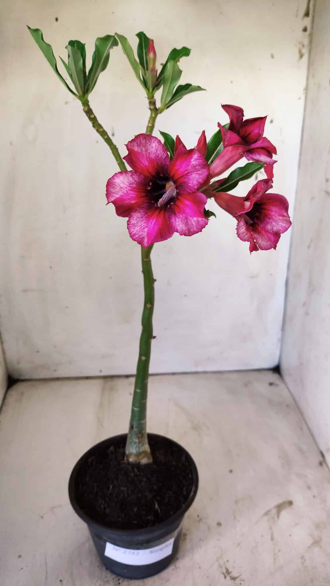 Planta Simples 2752 – 30cm – 02 anos