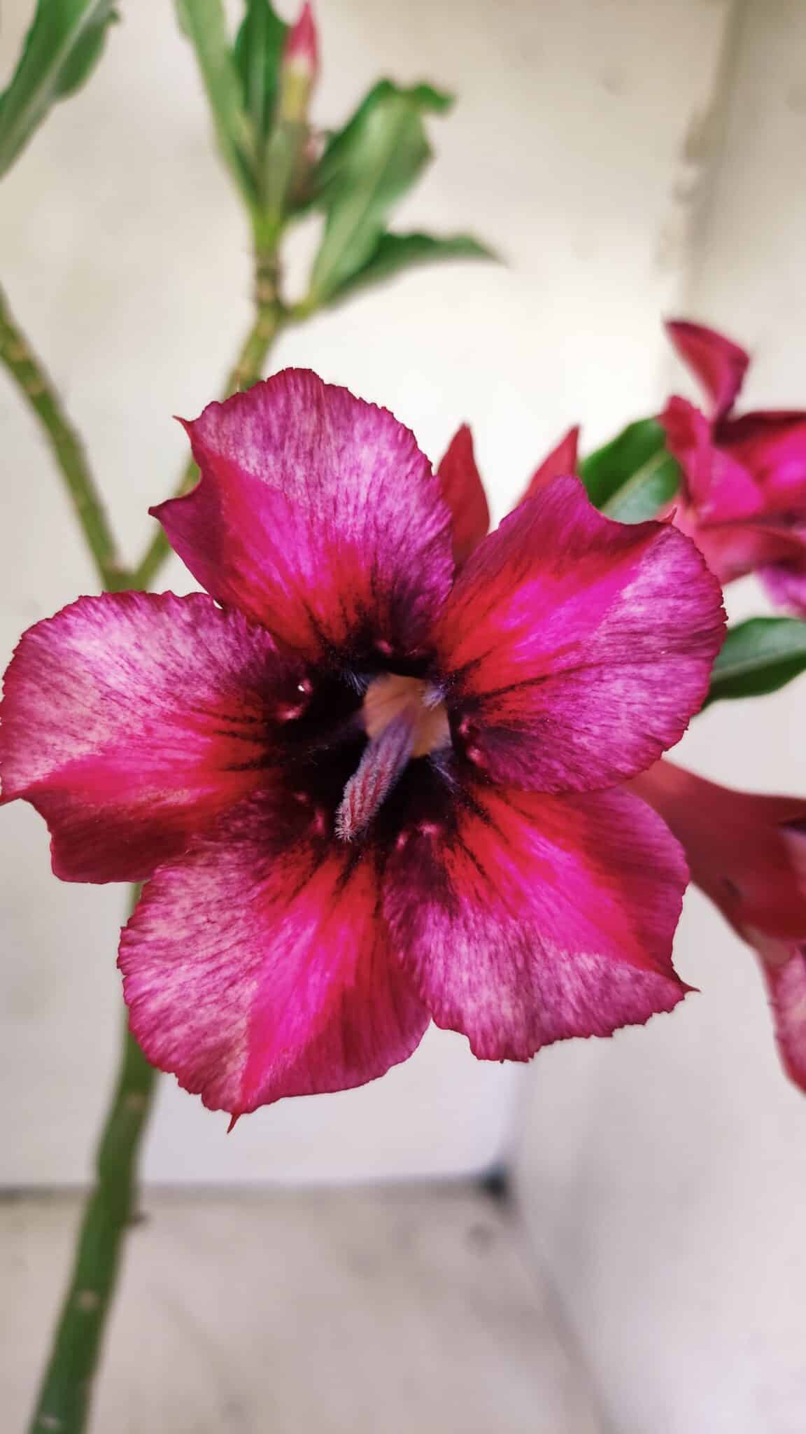 Planta Simples 2752 – 30cm – 02 anos