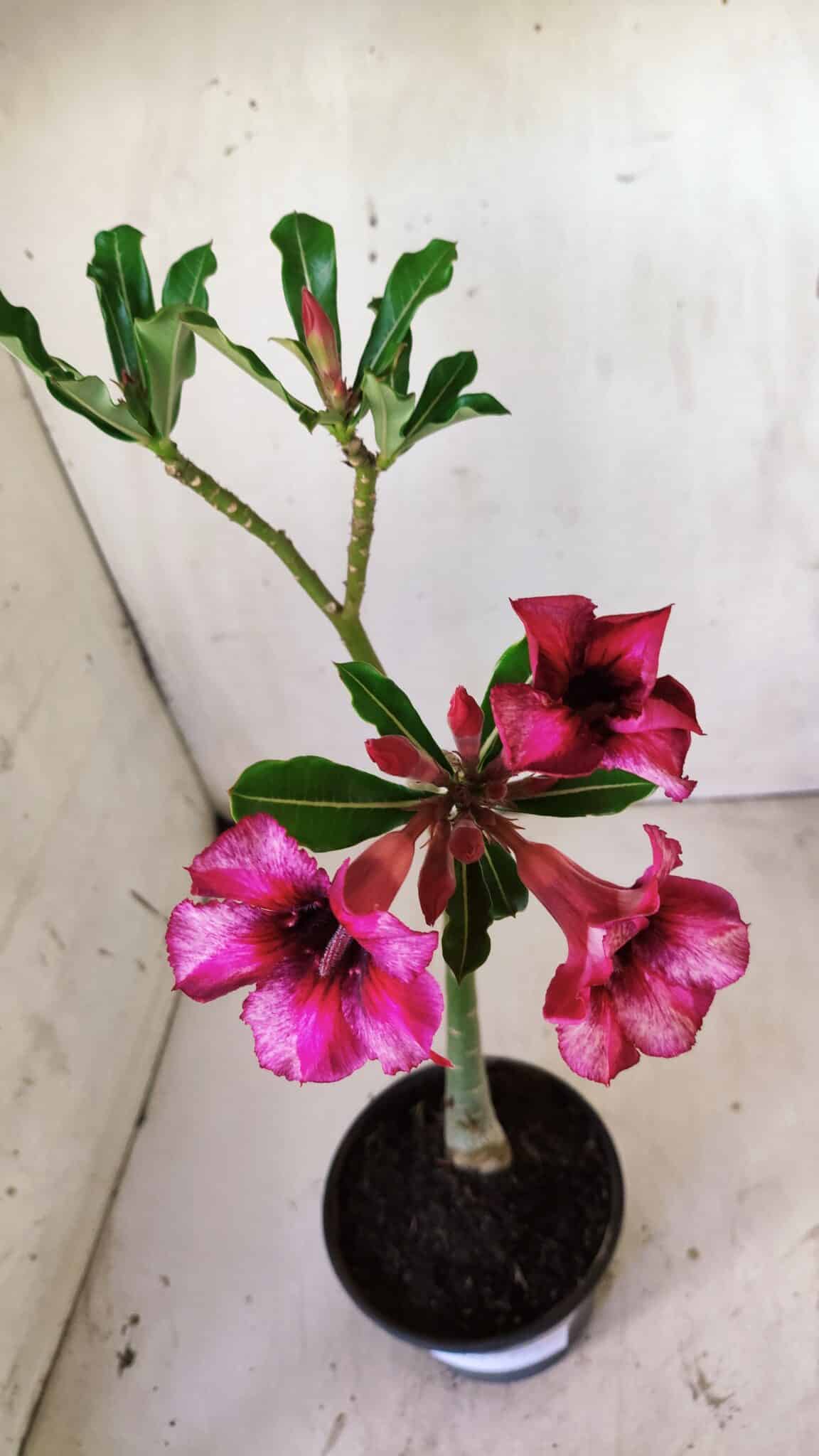 Planta Simples 2752 – 30cm – 02 anos