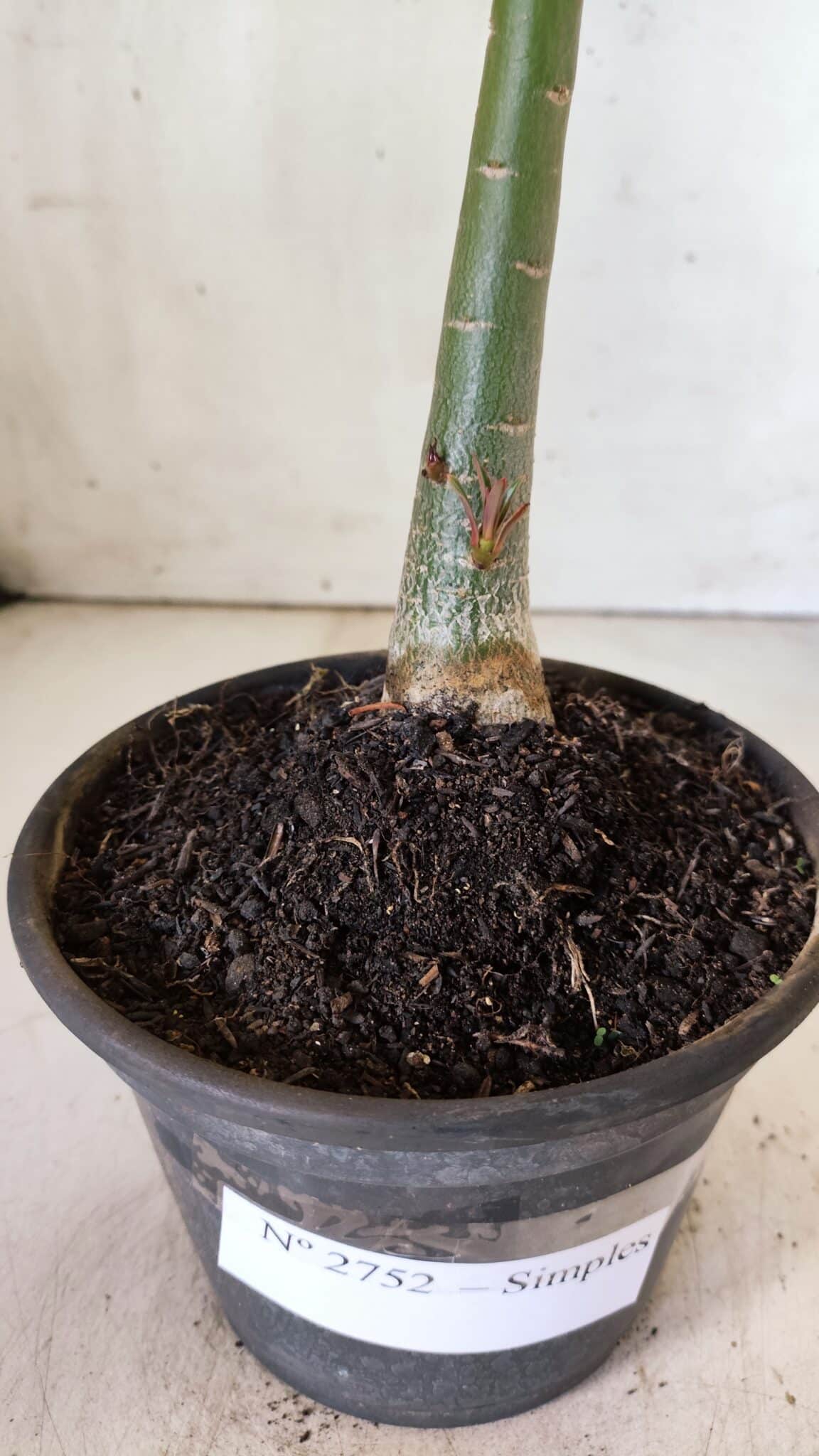 Planta Simples 2752 – 30cm – 02 anos