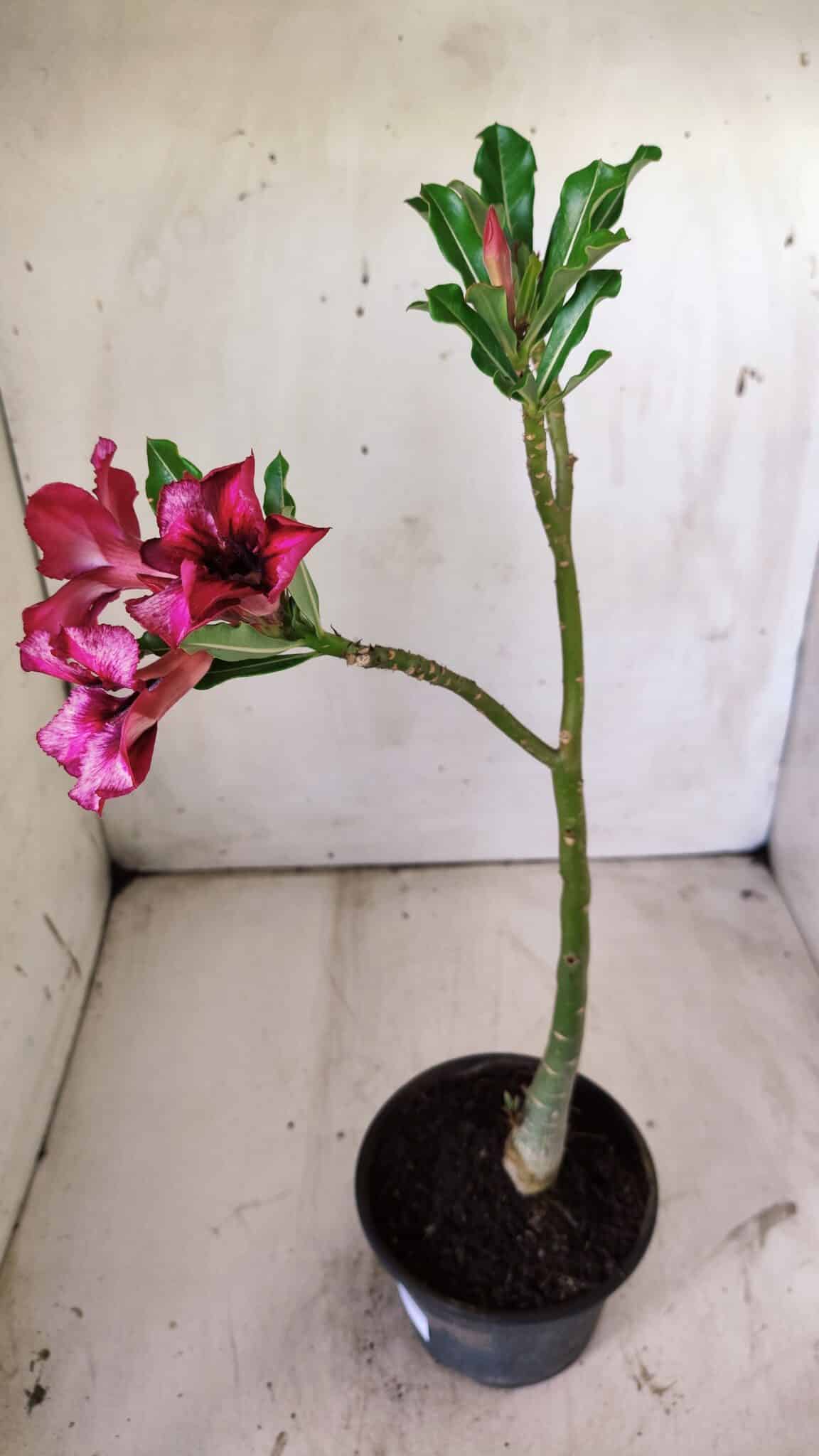Planta Simples 2752 – 30cm – 02 anos