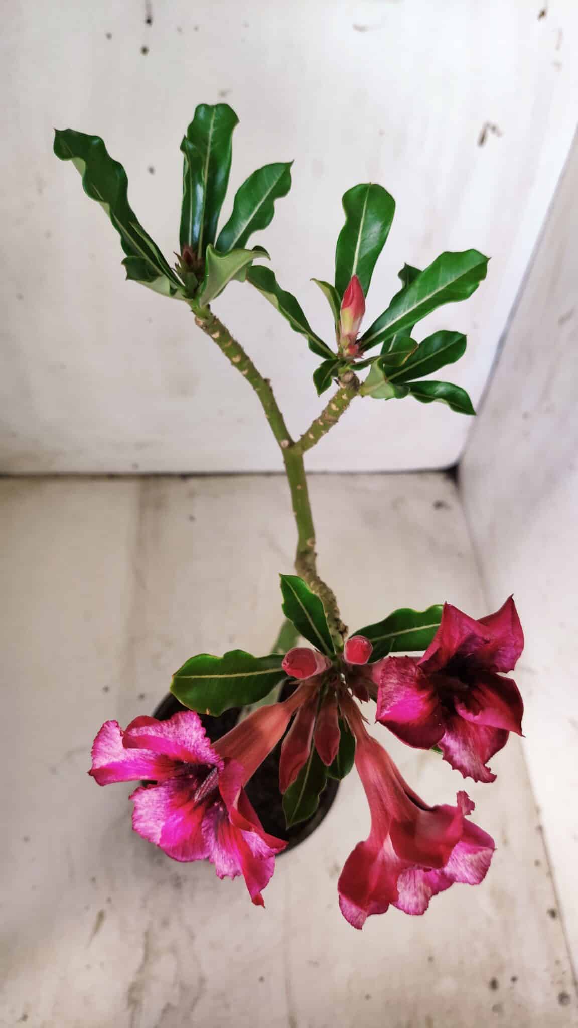 Planta Simples 2752 – 30cm – 02 anos