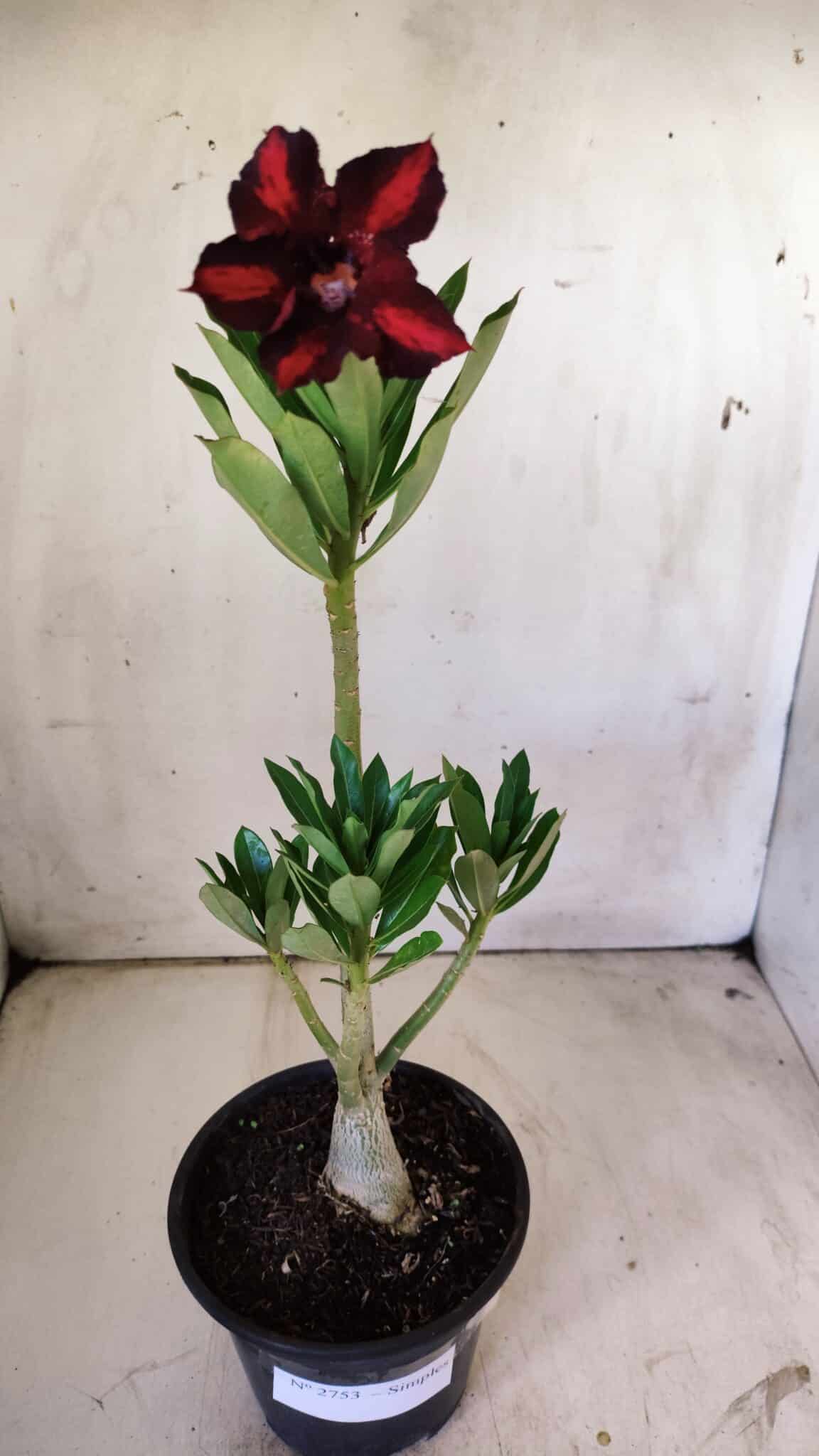 Planta Simples 2753 – 30cm – 02 anos