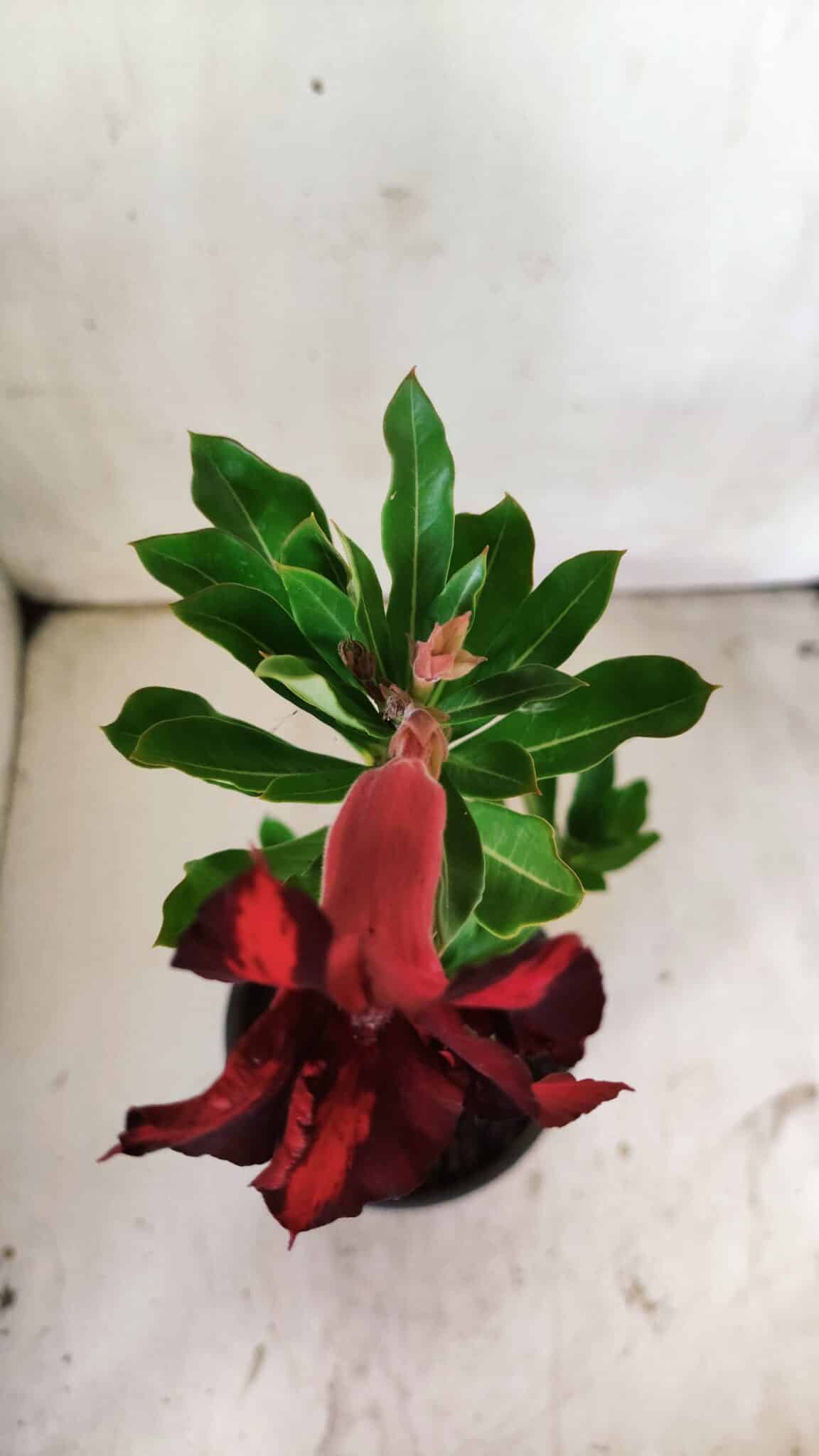 Planta Simples 2753 – 30cm – 02 anos