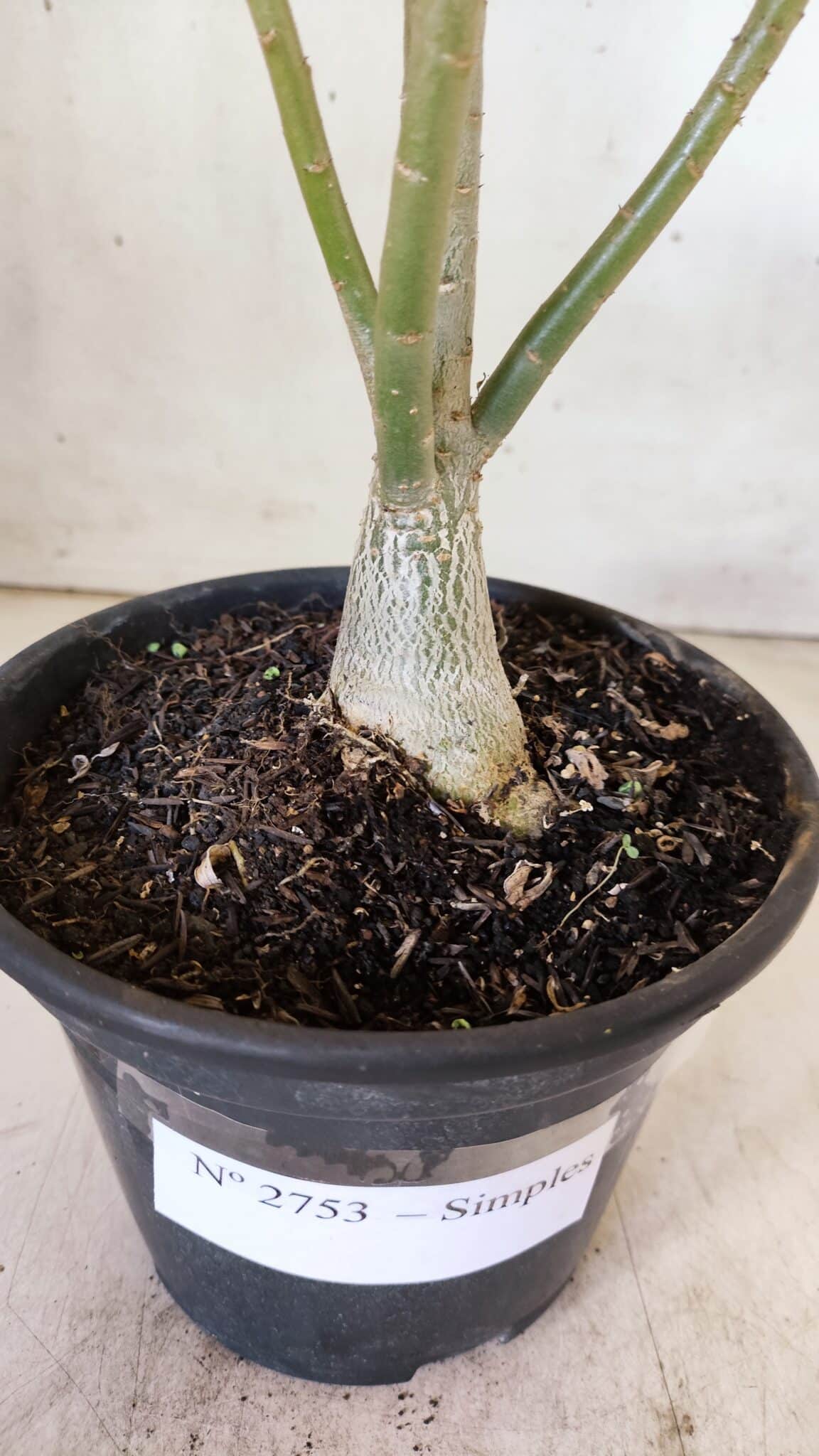 Planta Simples 2753 – 30cm – 02 anos