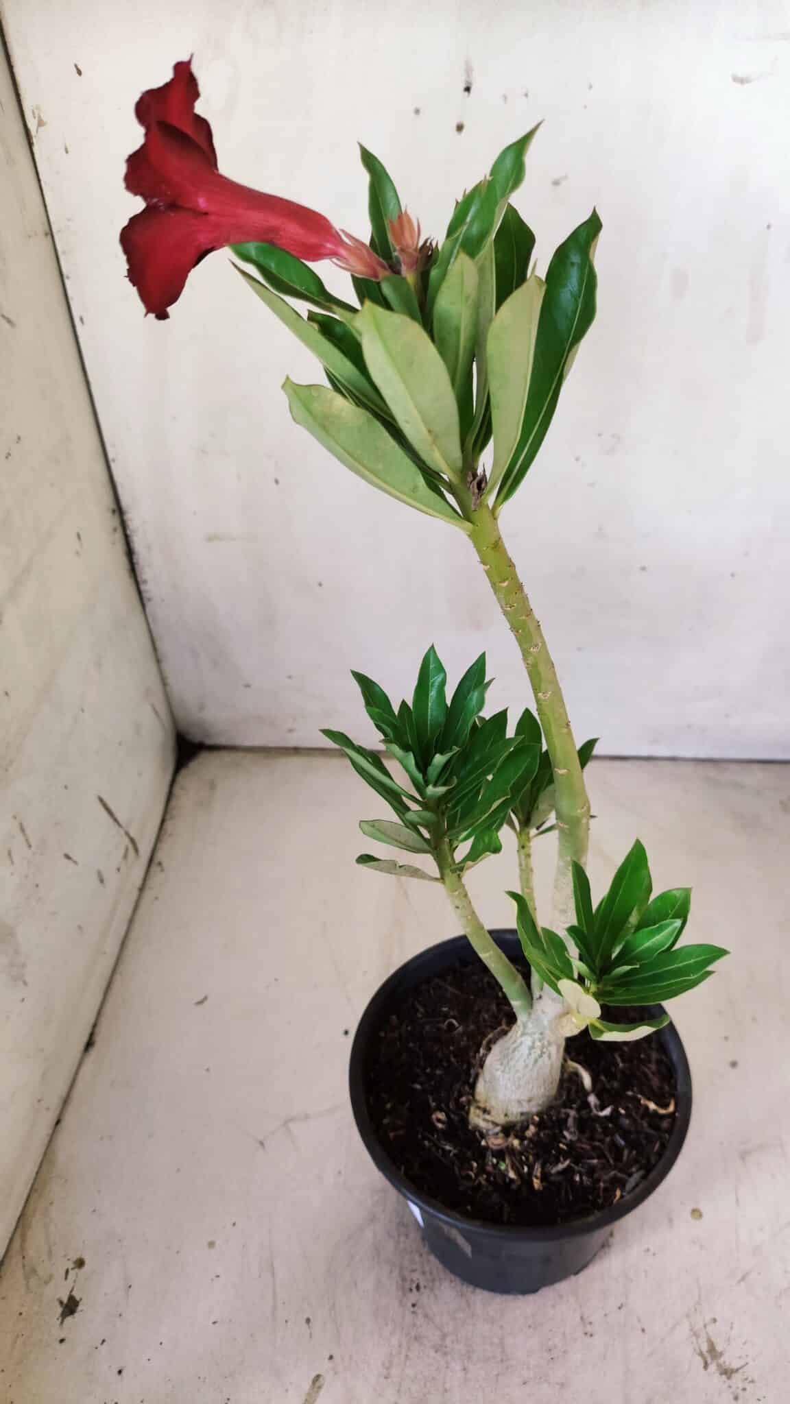 Planta Simples 2753 – 30cm – 02 anos