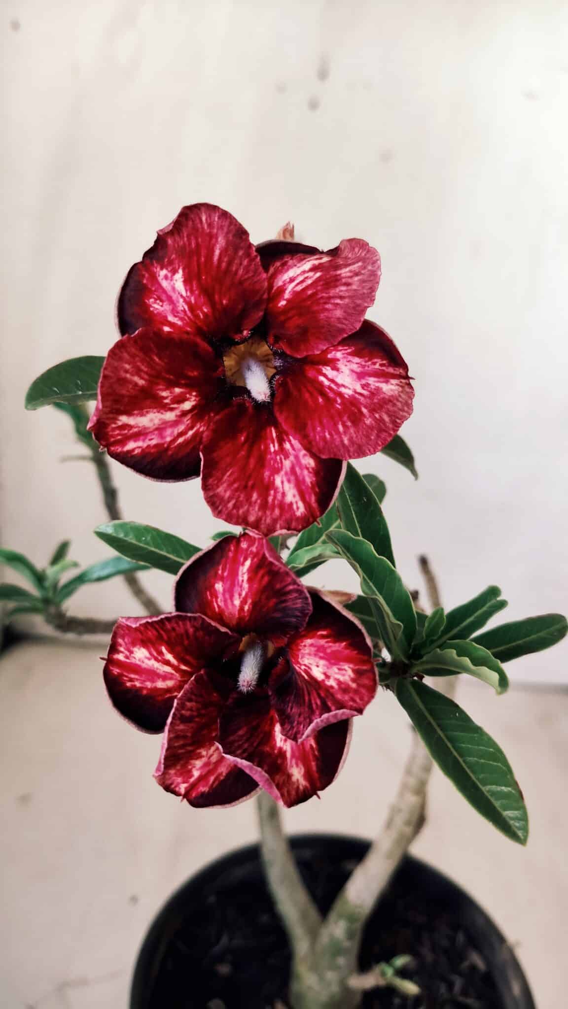 Planta Simples 2754 – 30cm – 02 anos