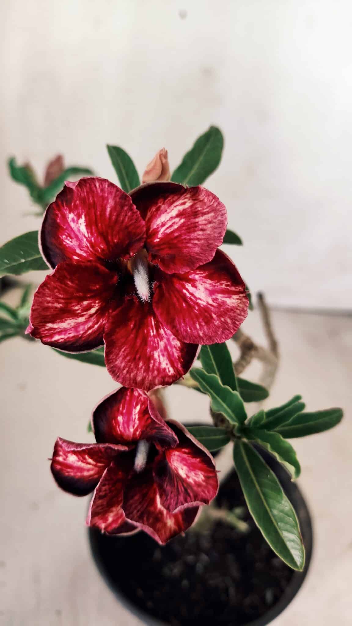 Planta Simples 2754 – 30cm – 02 anos