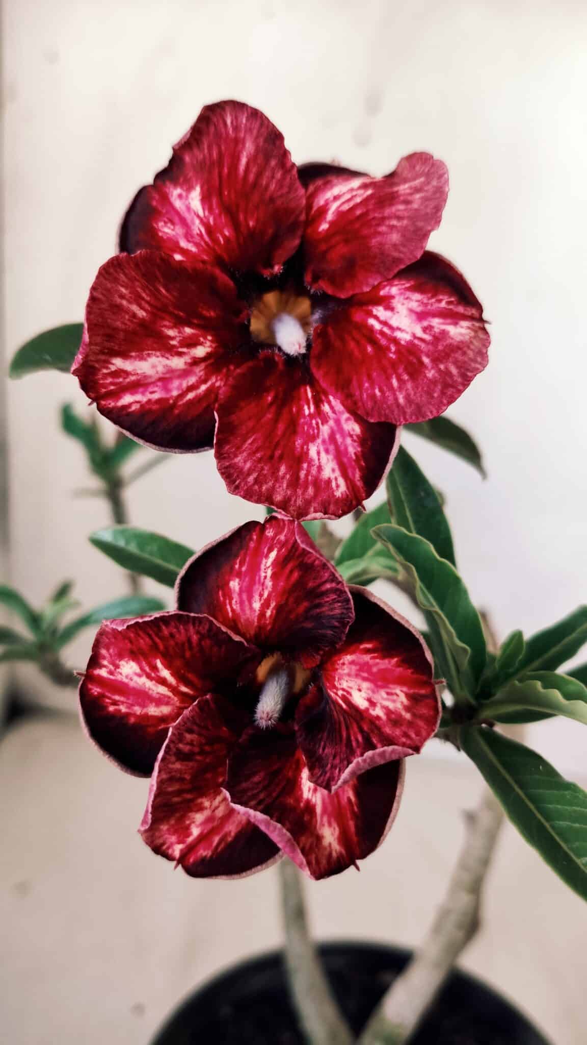 Planta Simples 2754 – 30cm – 02 anos