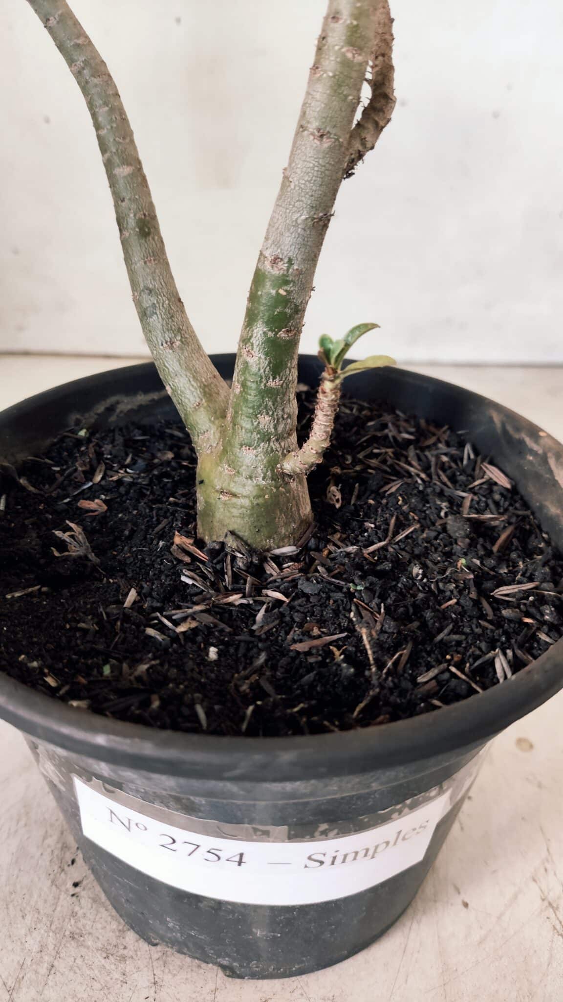 Planta Simples 2754 – 30cm – 02 anos