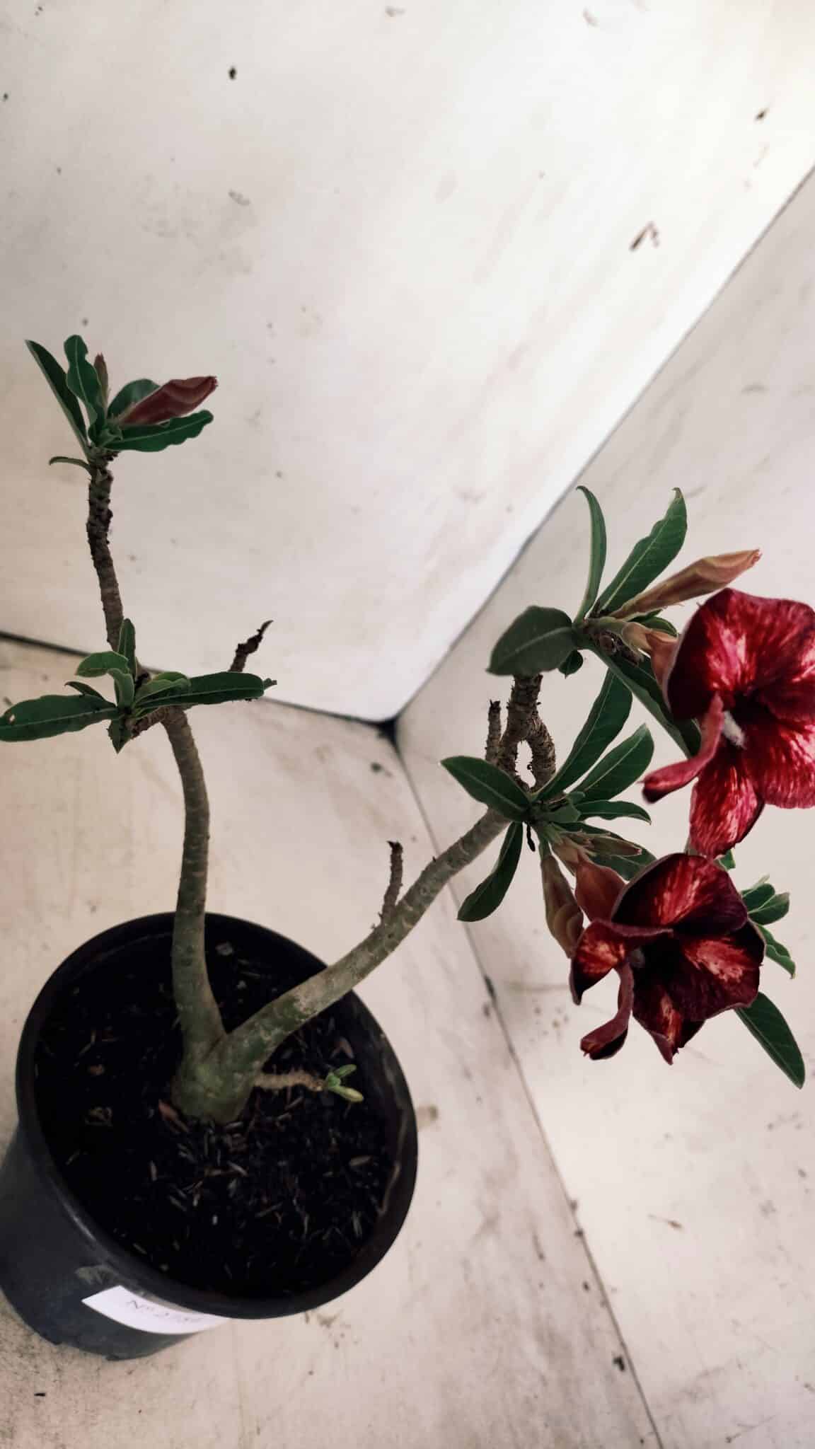 Planta Simples 2754 – 30cm – 02 anos