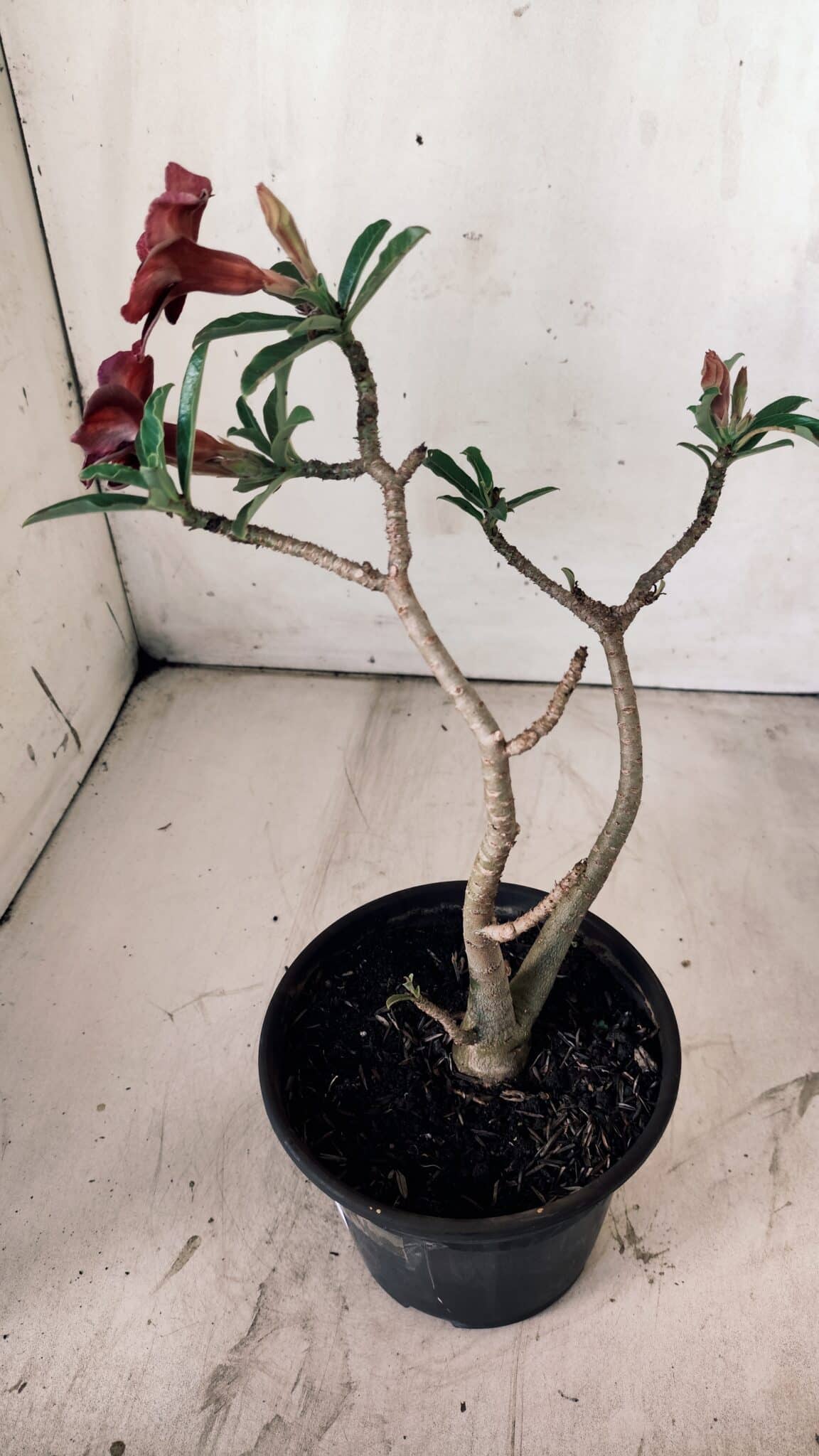 Planta Simples 2754 – 30cm – 02 anos