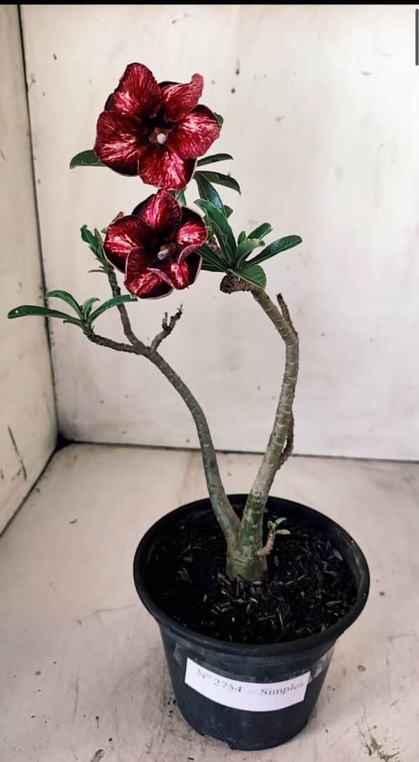 Planta Simples 2754 – 30cm – 02 anos