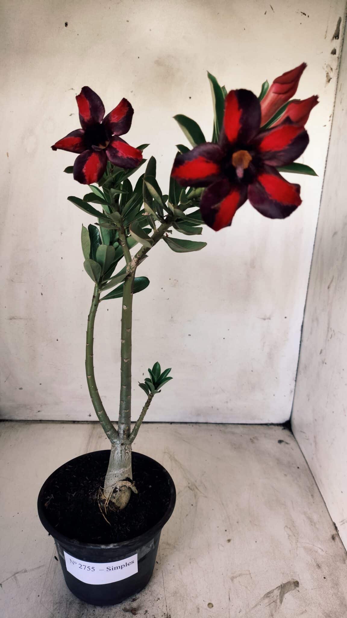 Planta Simples 2755 – 30cm – 02 anos
