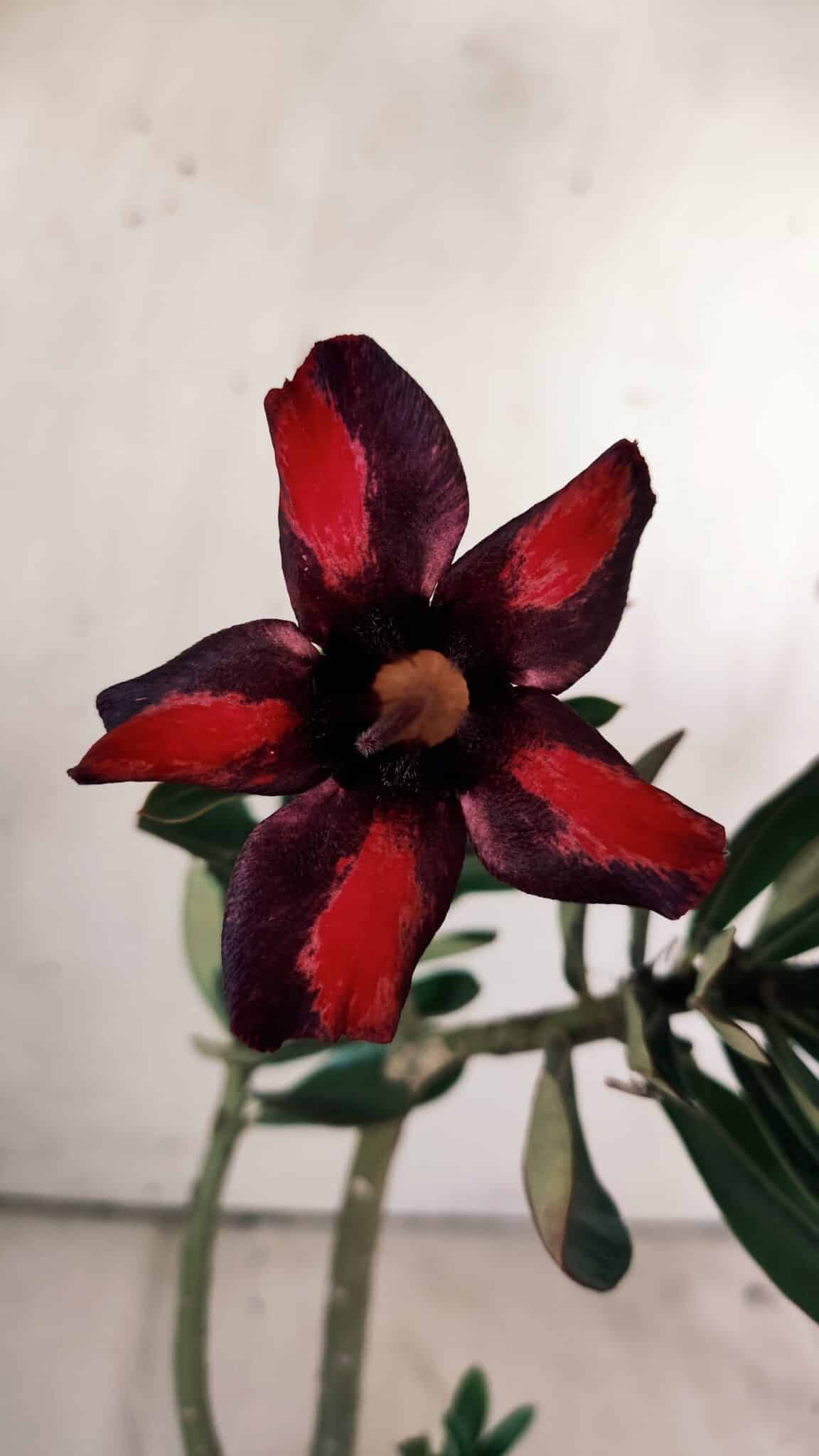 Planta Simples 2755 – 30cm – 02 anos