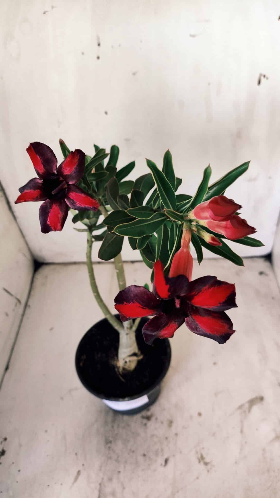 Planta Simples 2755 – 30cm – 02 anos