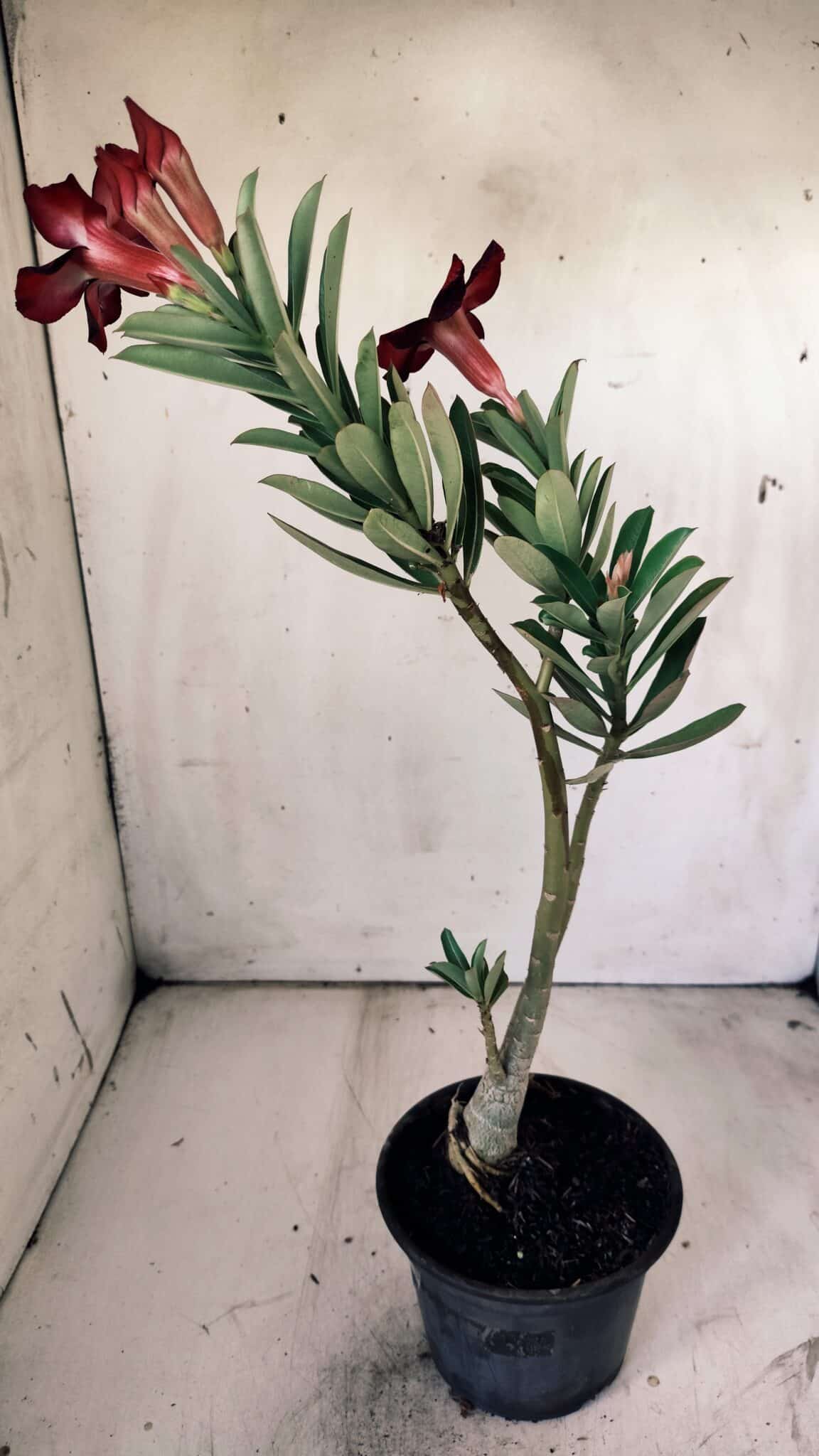 Planta Simples 2755 – 30cm – 02 anos