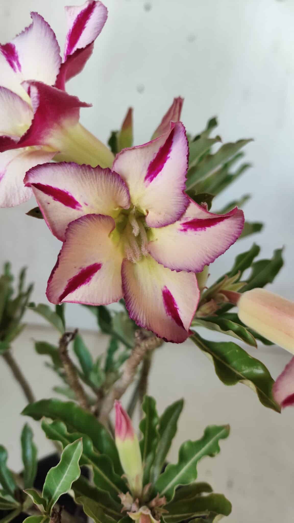 Planta Simples 2756 – 30cm – 02 anos