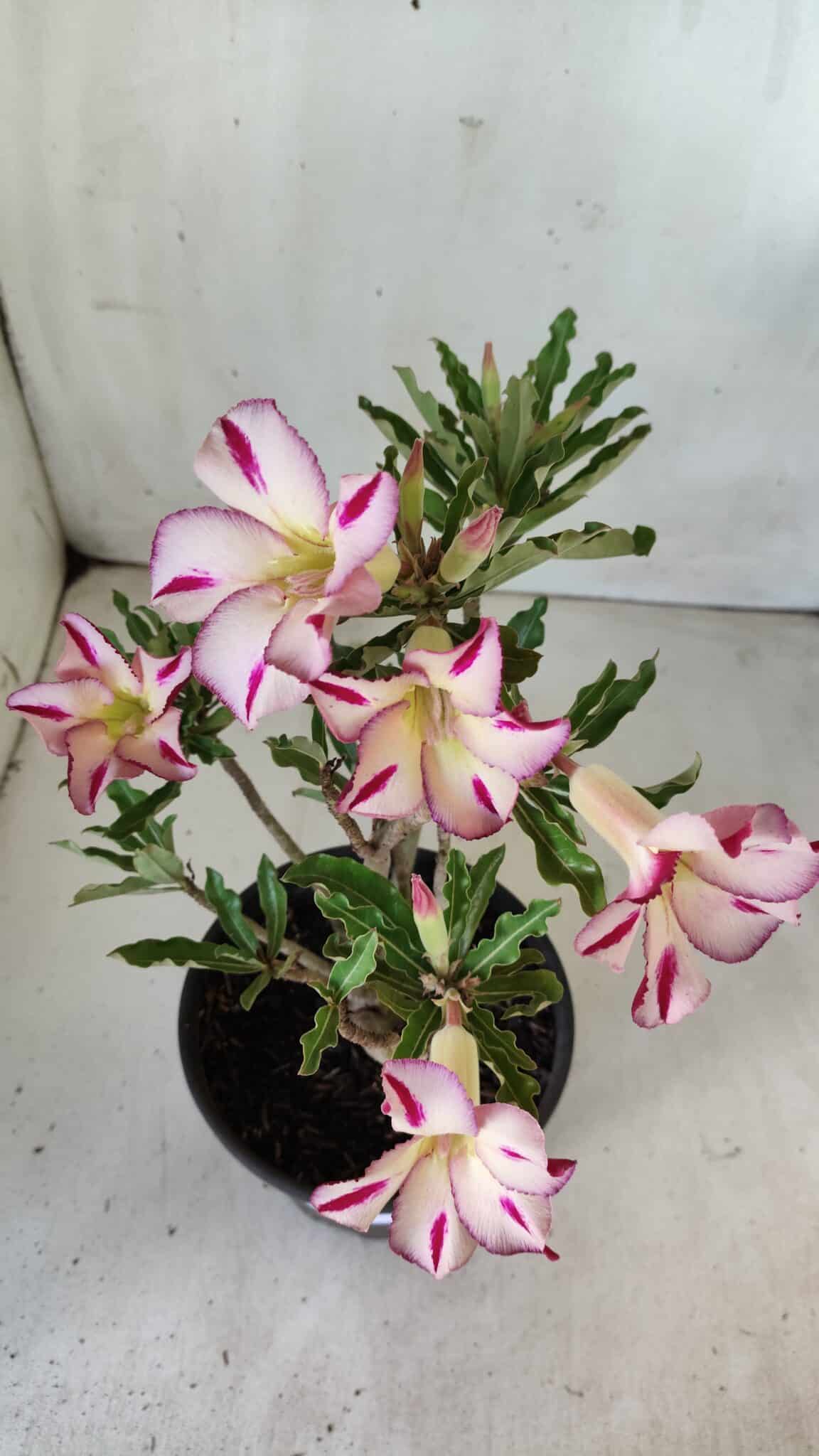 Planta Simples 2756 – 30cm – 02 anos