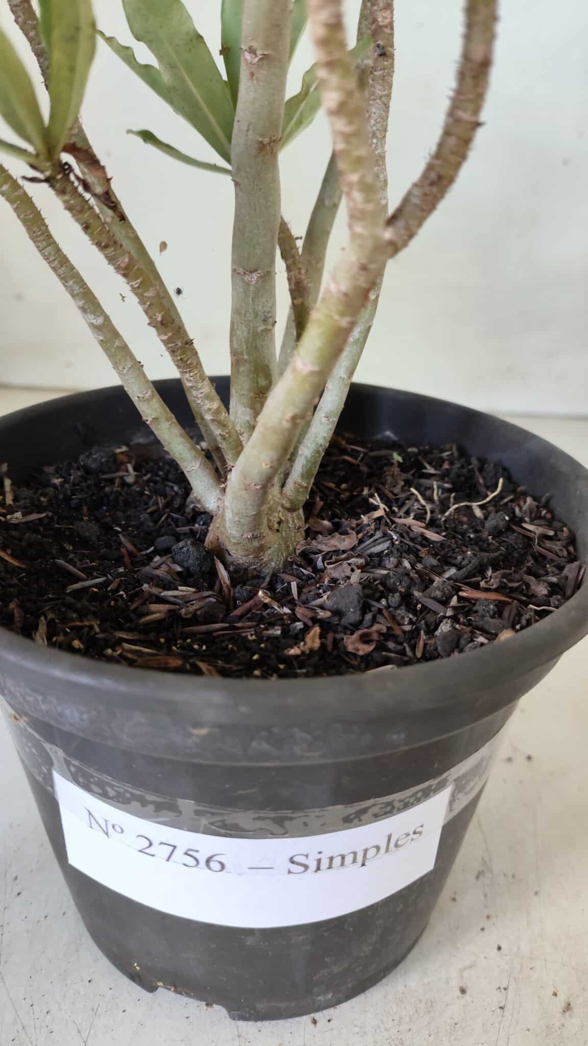 Planta Simples 2756 – 30cm – 02 anos
