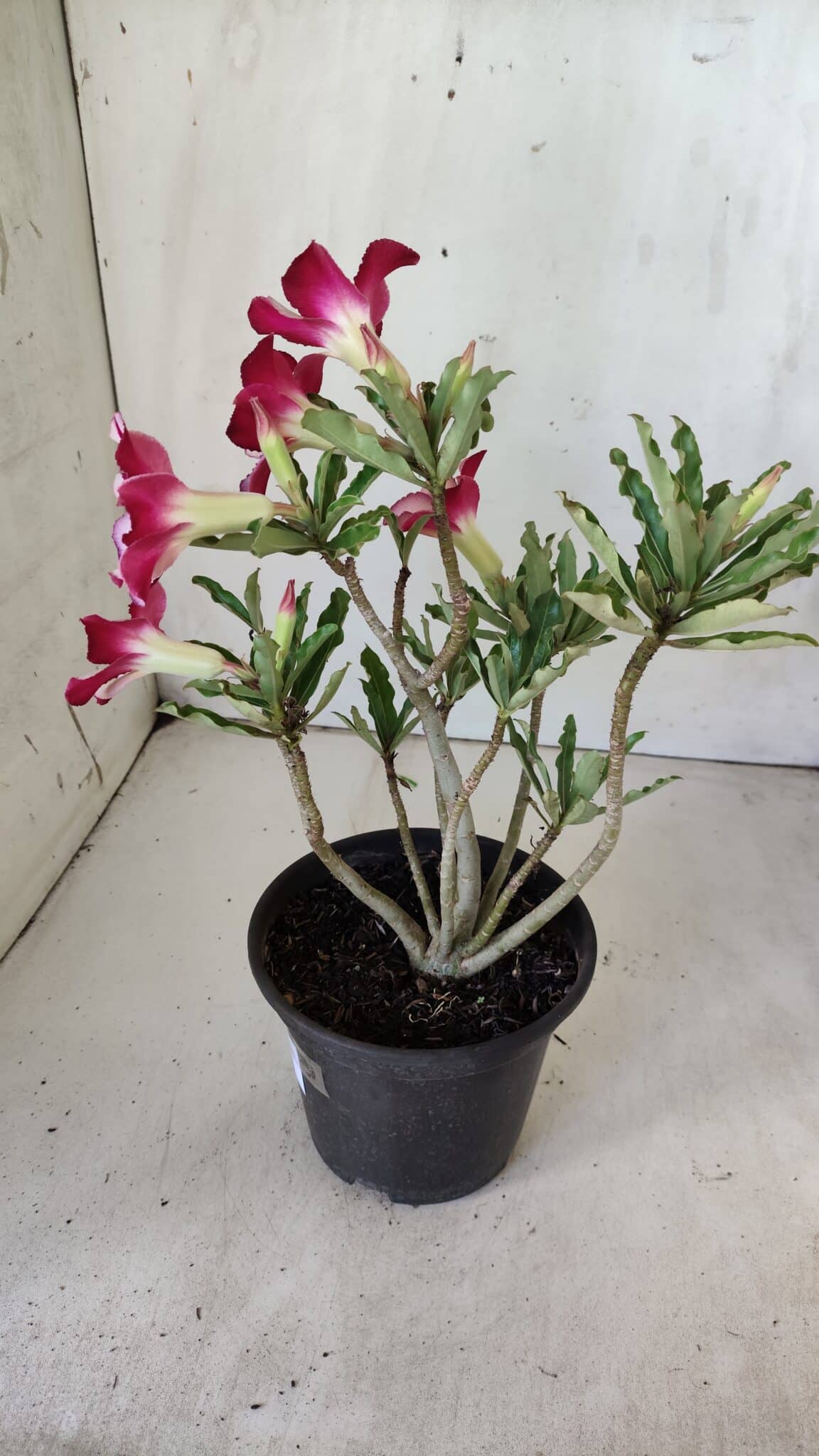 Planta Simples 2756 – 30cm – 02 anos