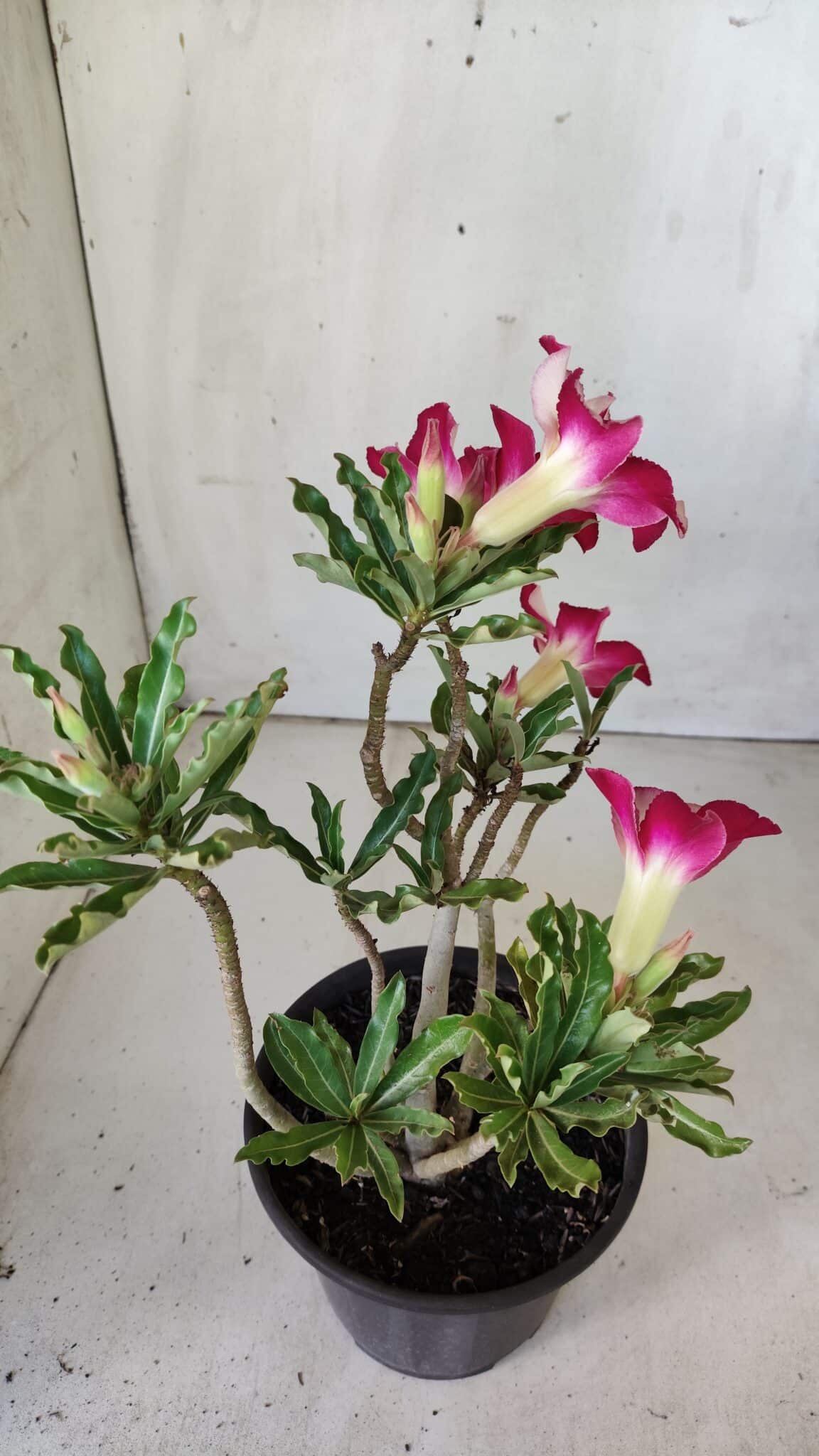 Planta Simples 2756 – 30cm – 02 anos