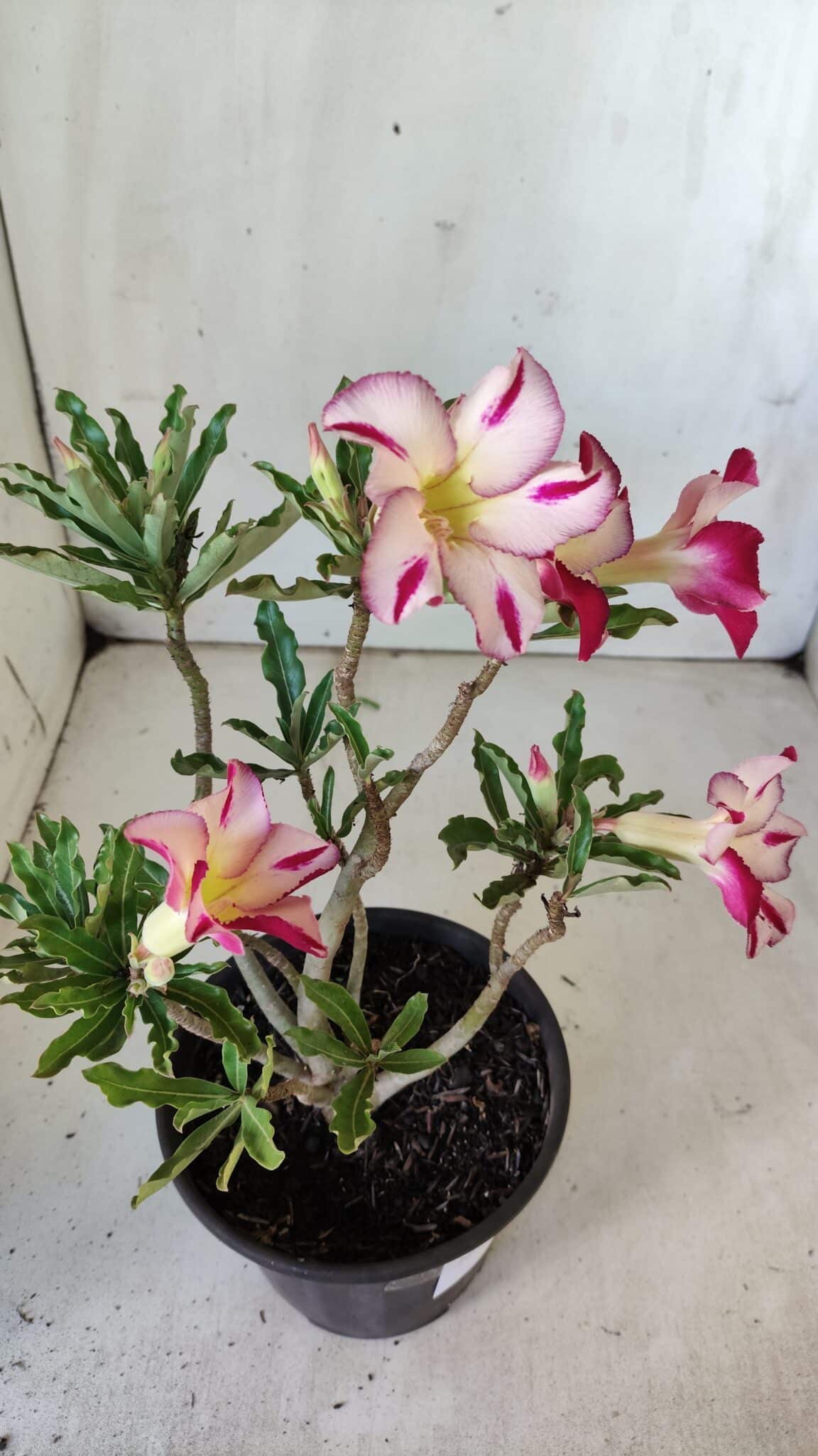 Planta Simples 2756 – 30cm – 02 anos