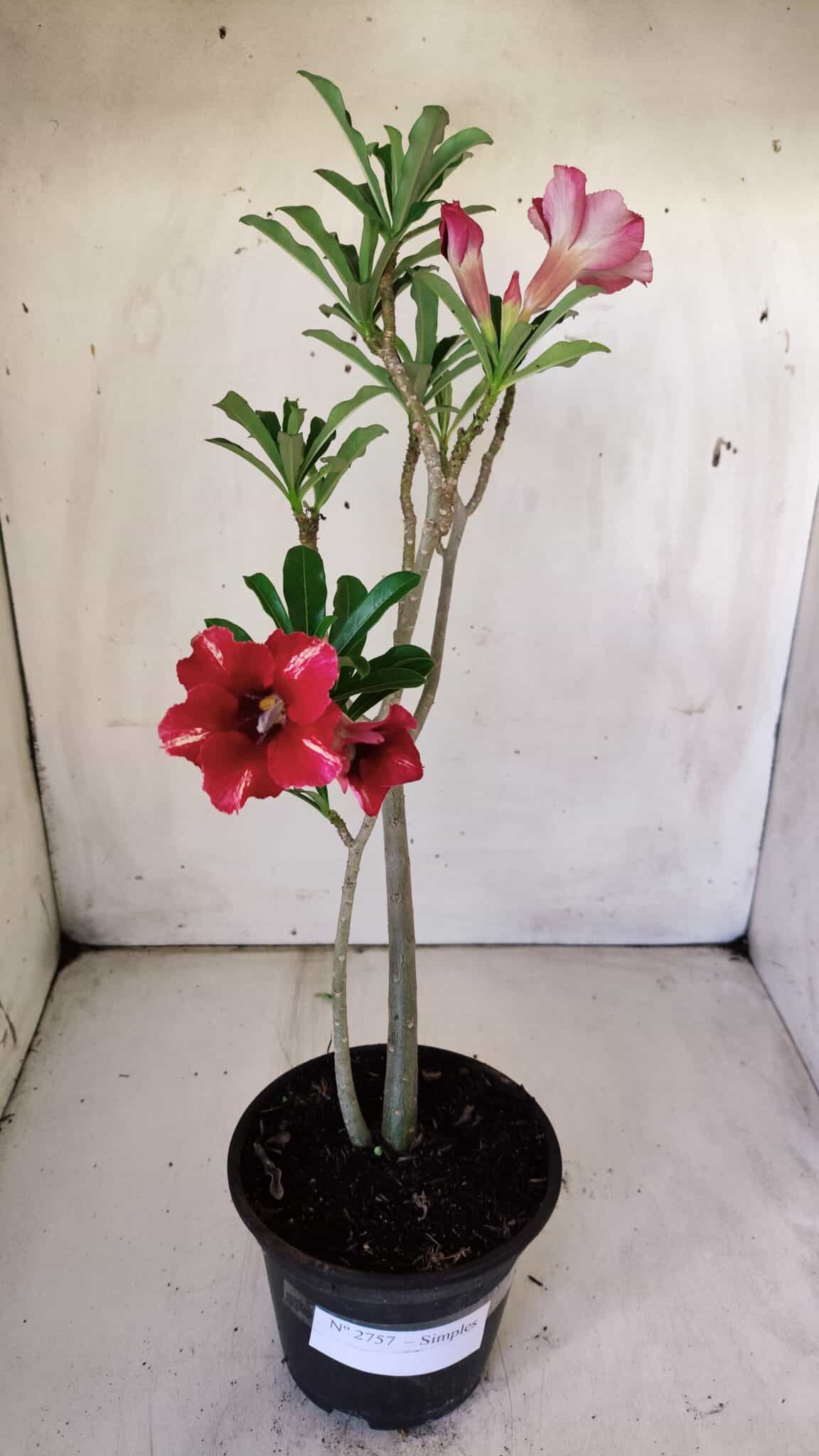 Planta Simples 2757 – 30cm – 02 anos