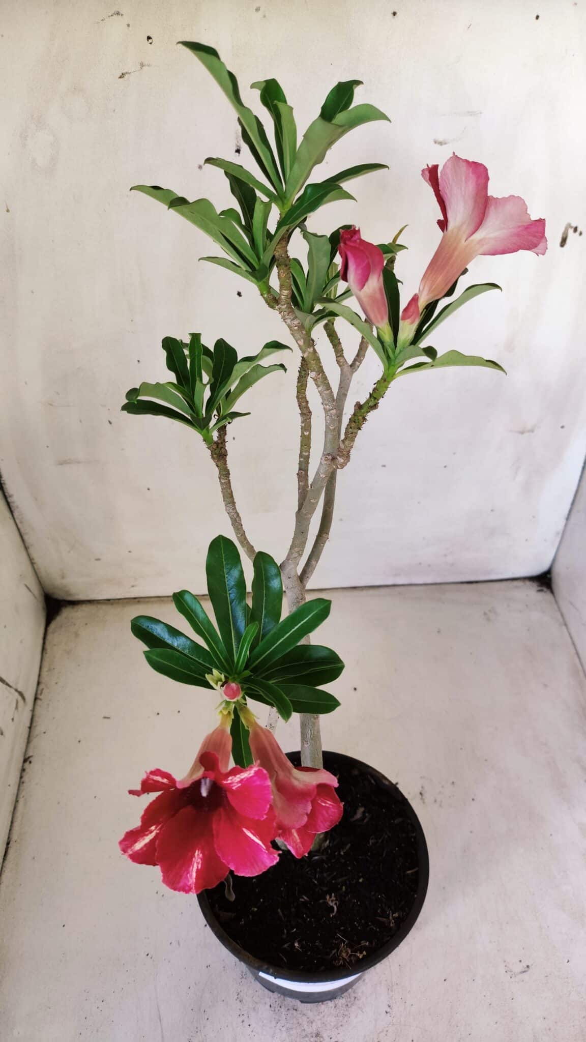 Planta Simples 2757 – 30cm – 02 anos