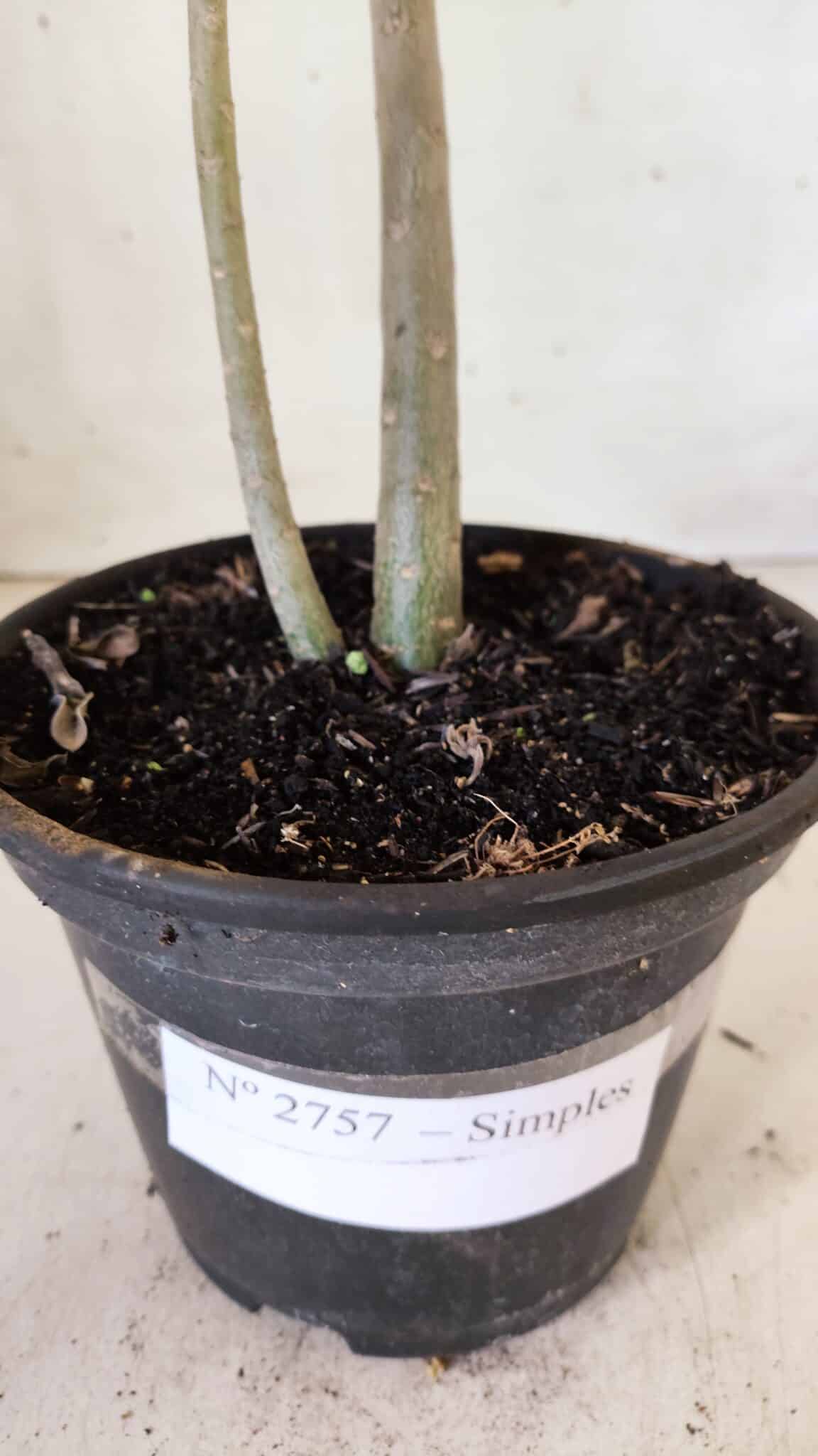 Planta Simples 2757 – 30cm – 02 anos