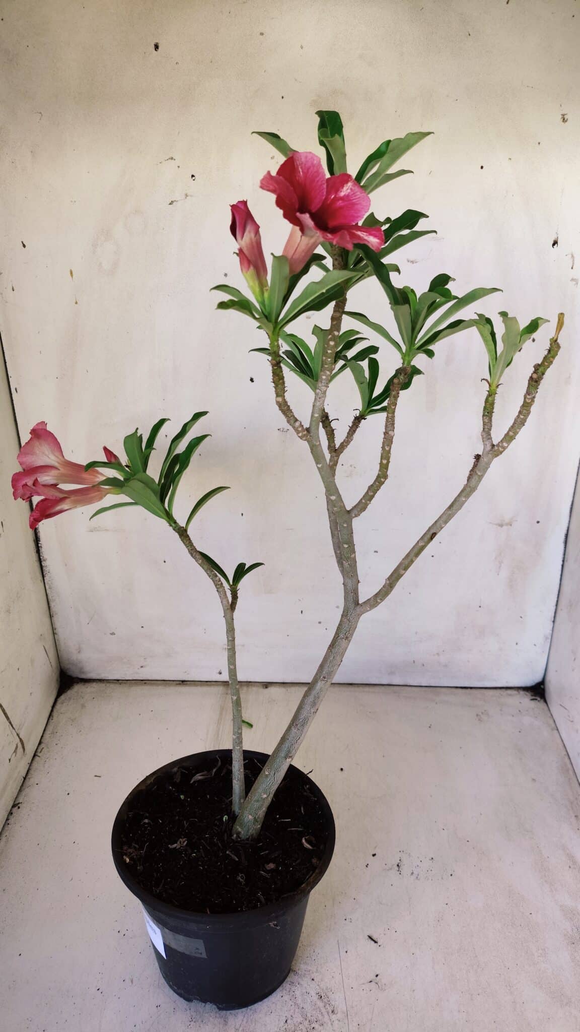 Planta Simples 2757 – 30cm – 02 anos