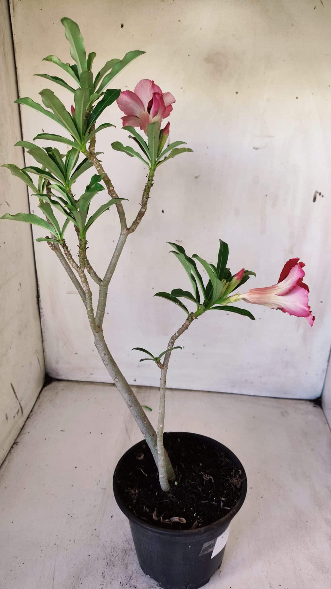 Planta Simples 2757 – 30cm – 02 anos