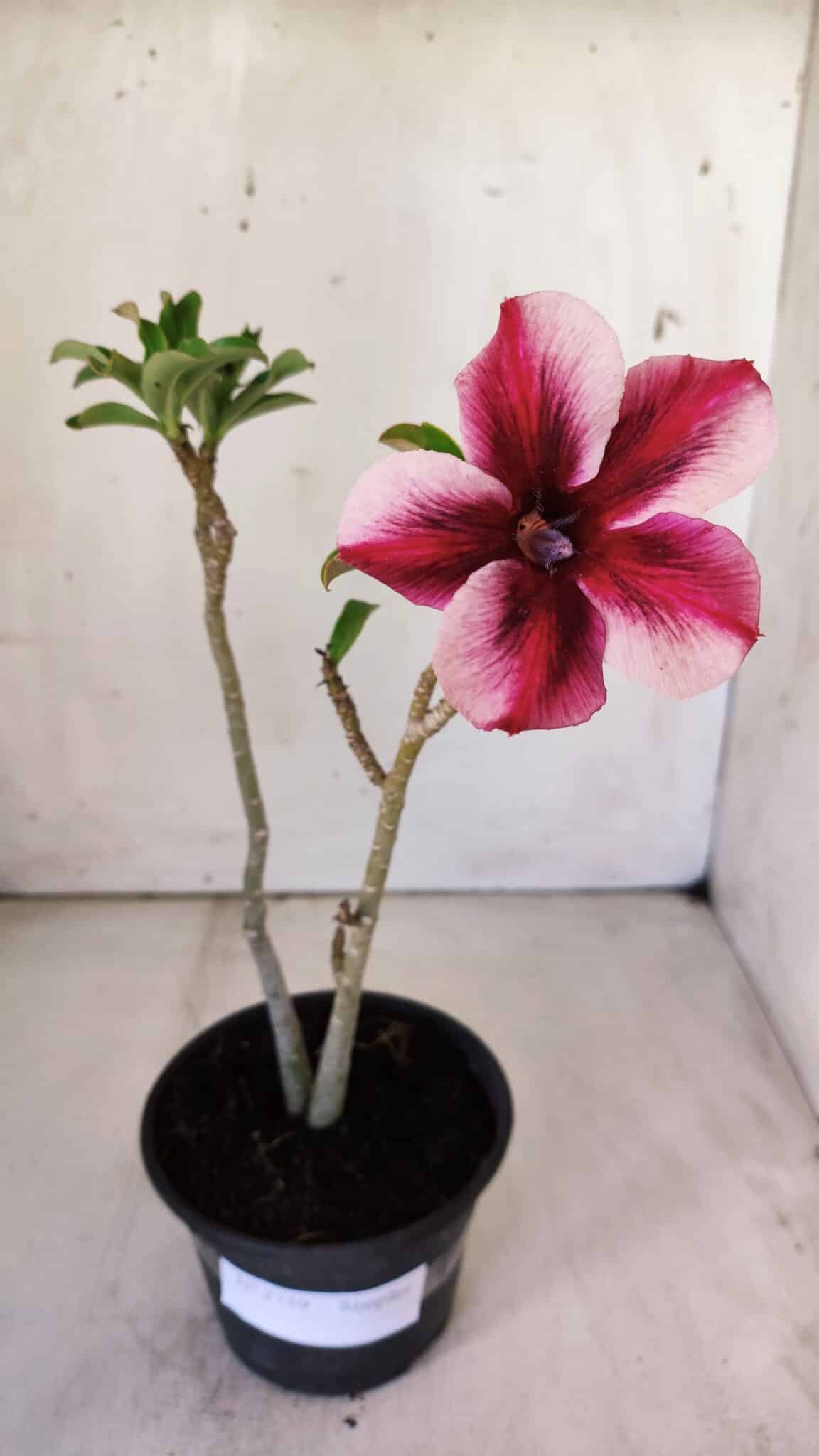 Planta Simples 2759 – 30cm – 02 anos