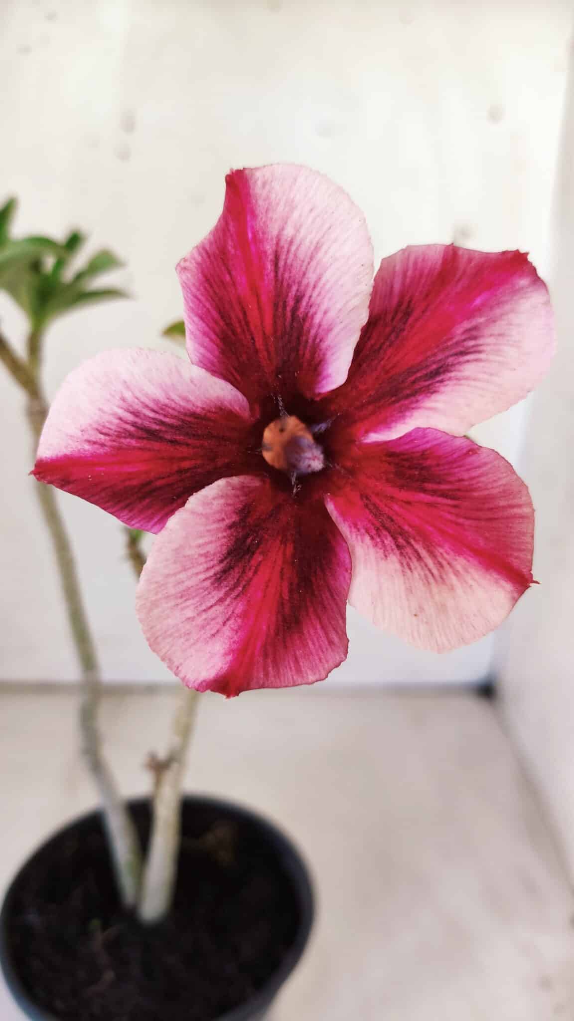 Planta Simples 2759 – 30cm – 02 anos