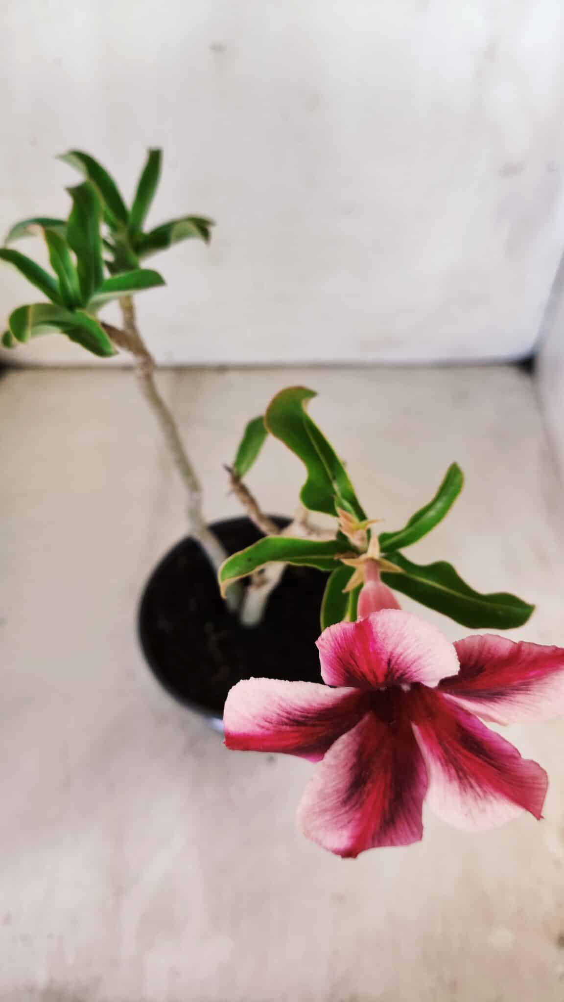 Planta Simples 2759 – 30cm – 02 anos