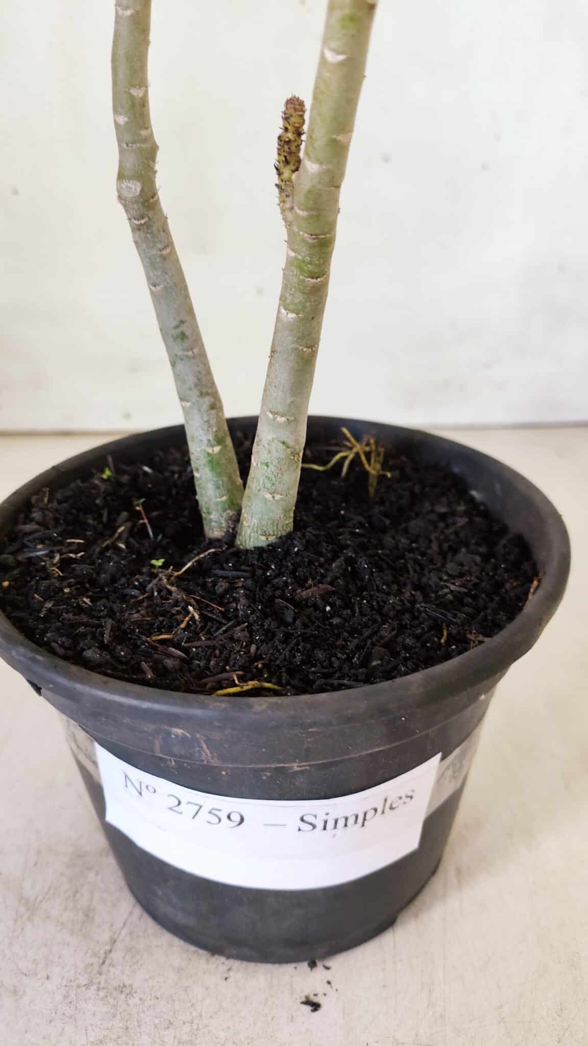 Planta Simples 2759 – 30cm – 02 anos