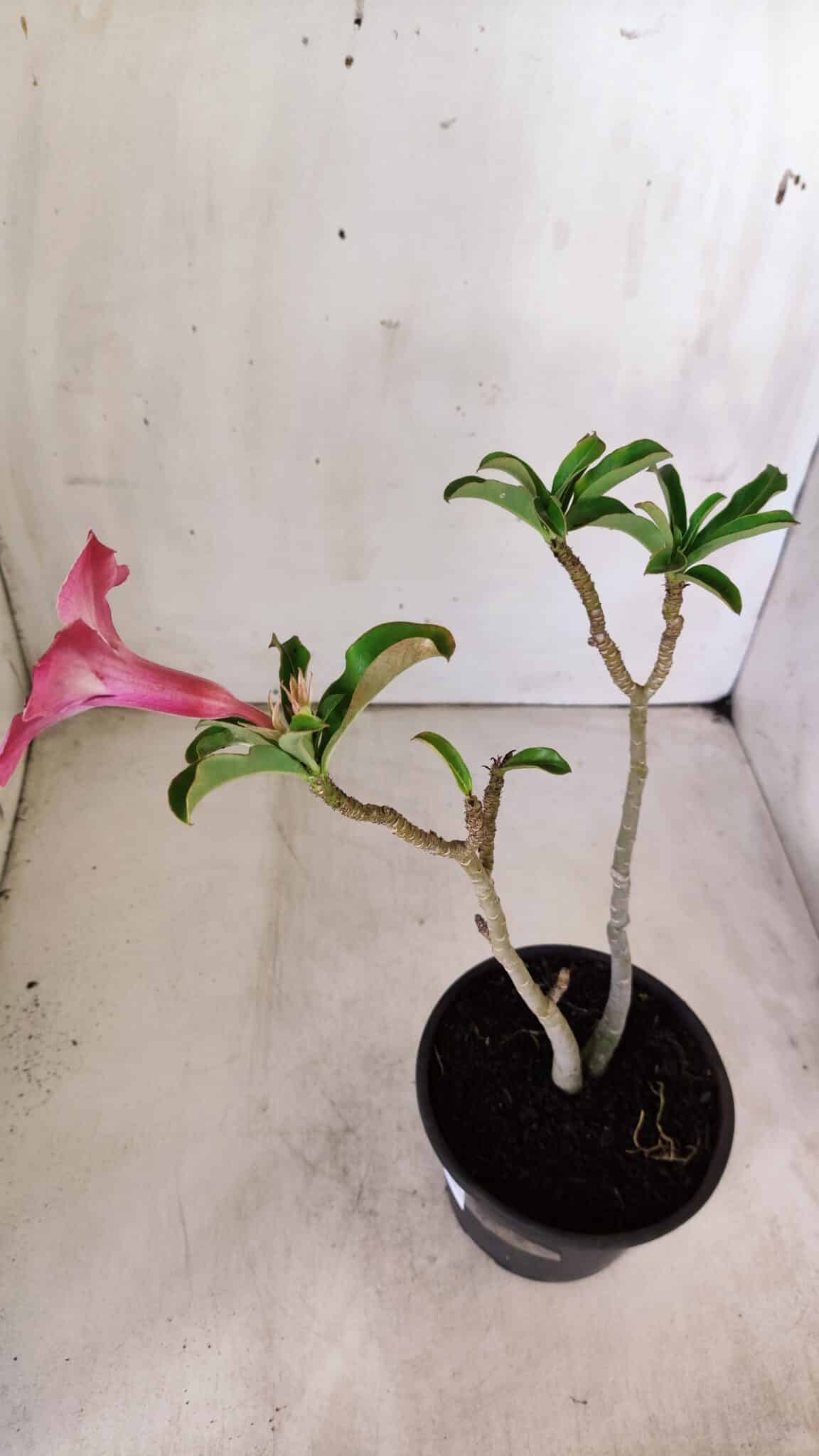 Planta Simples 2759 – 30cm – 02 anos