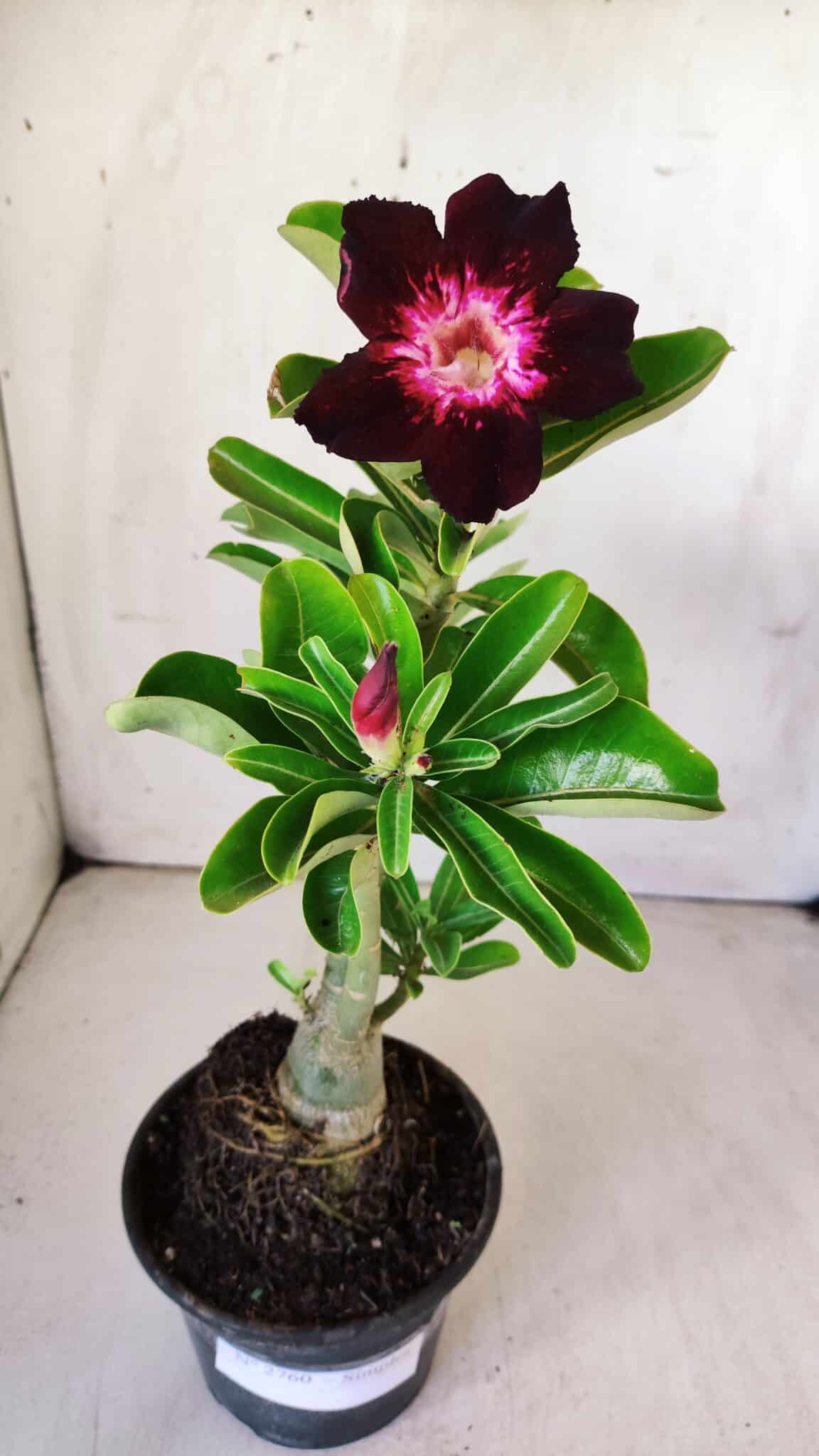 Planta Simples 2760 – 30cm – 02 anos
