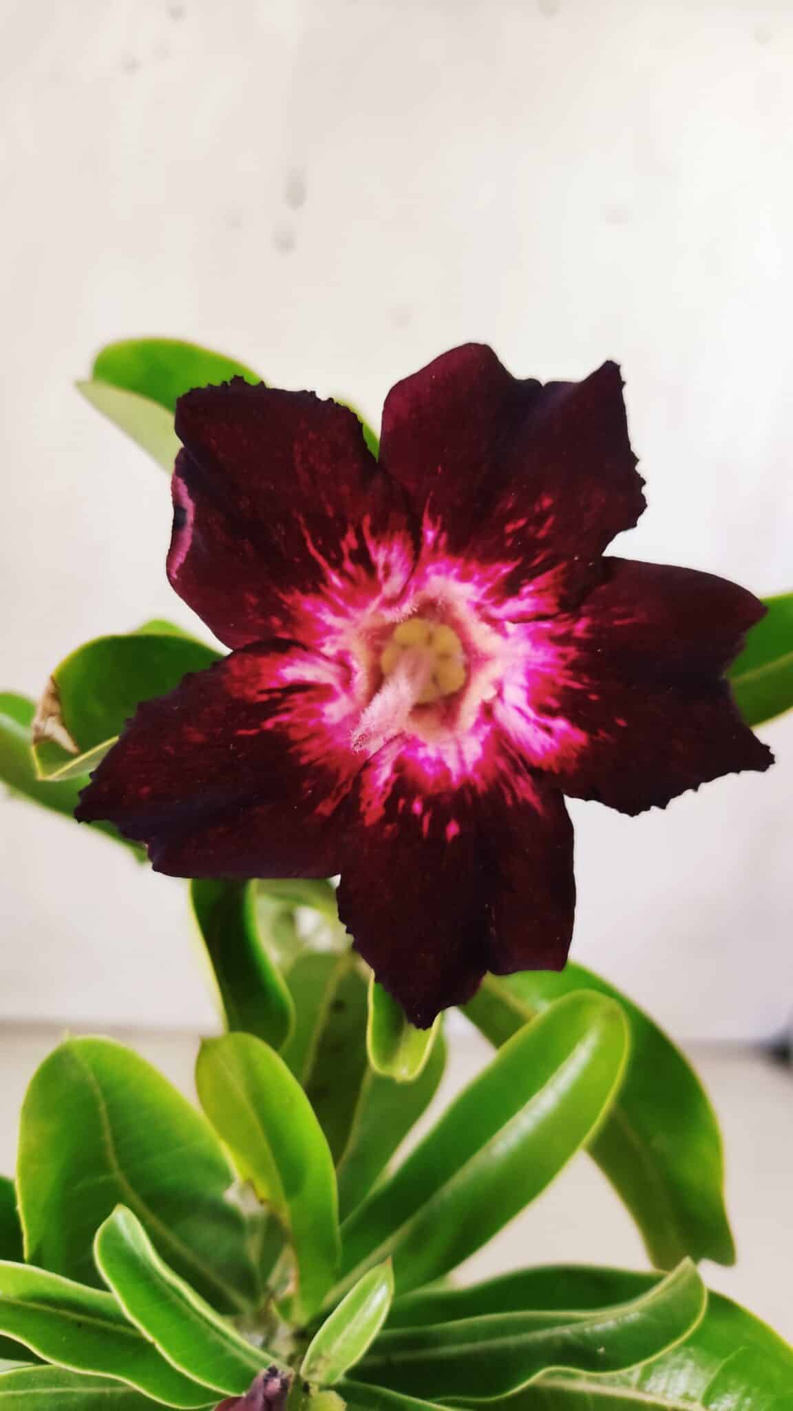 Planta Simples 2760 – 30cm – 02 anos
