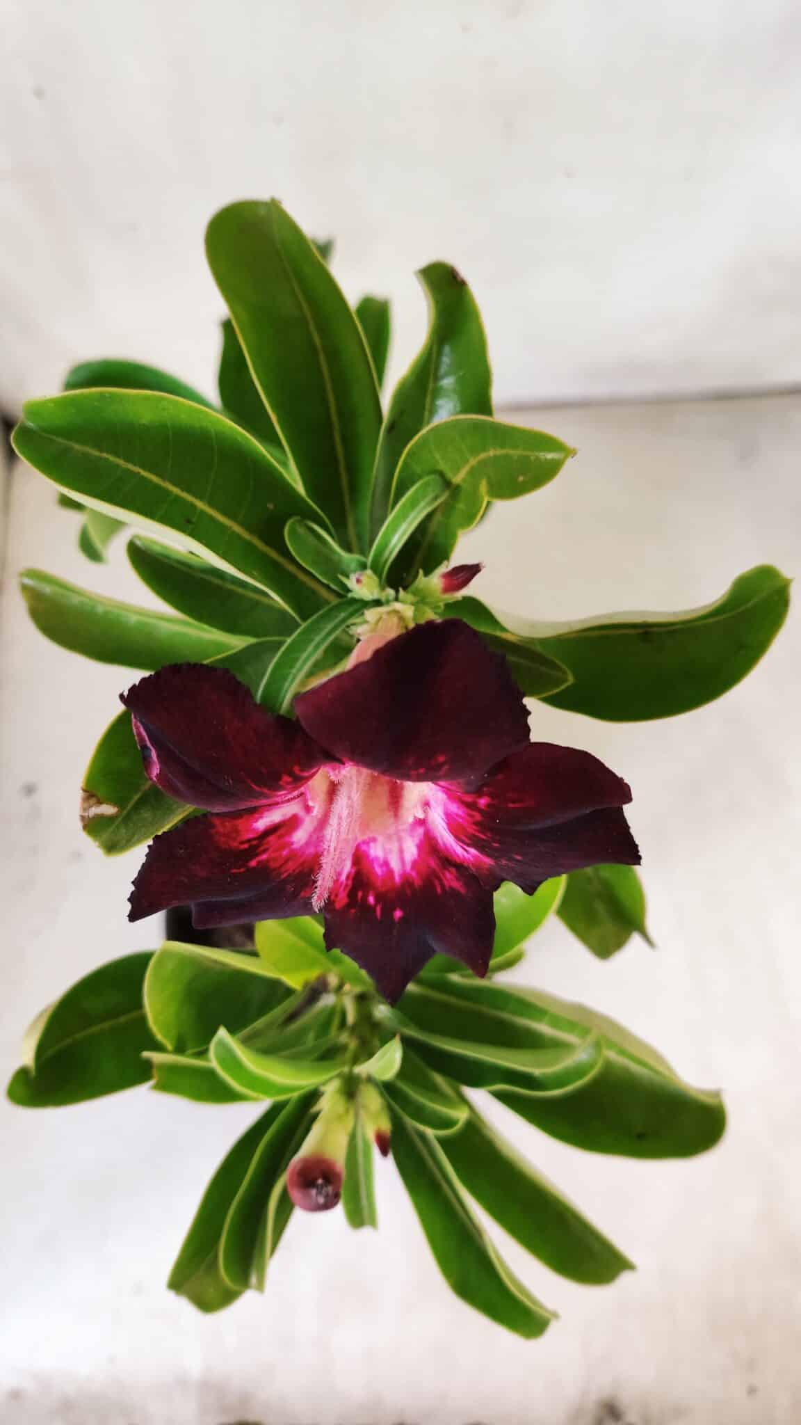 Planta Simples 2760 – 30cm – 02 anos