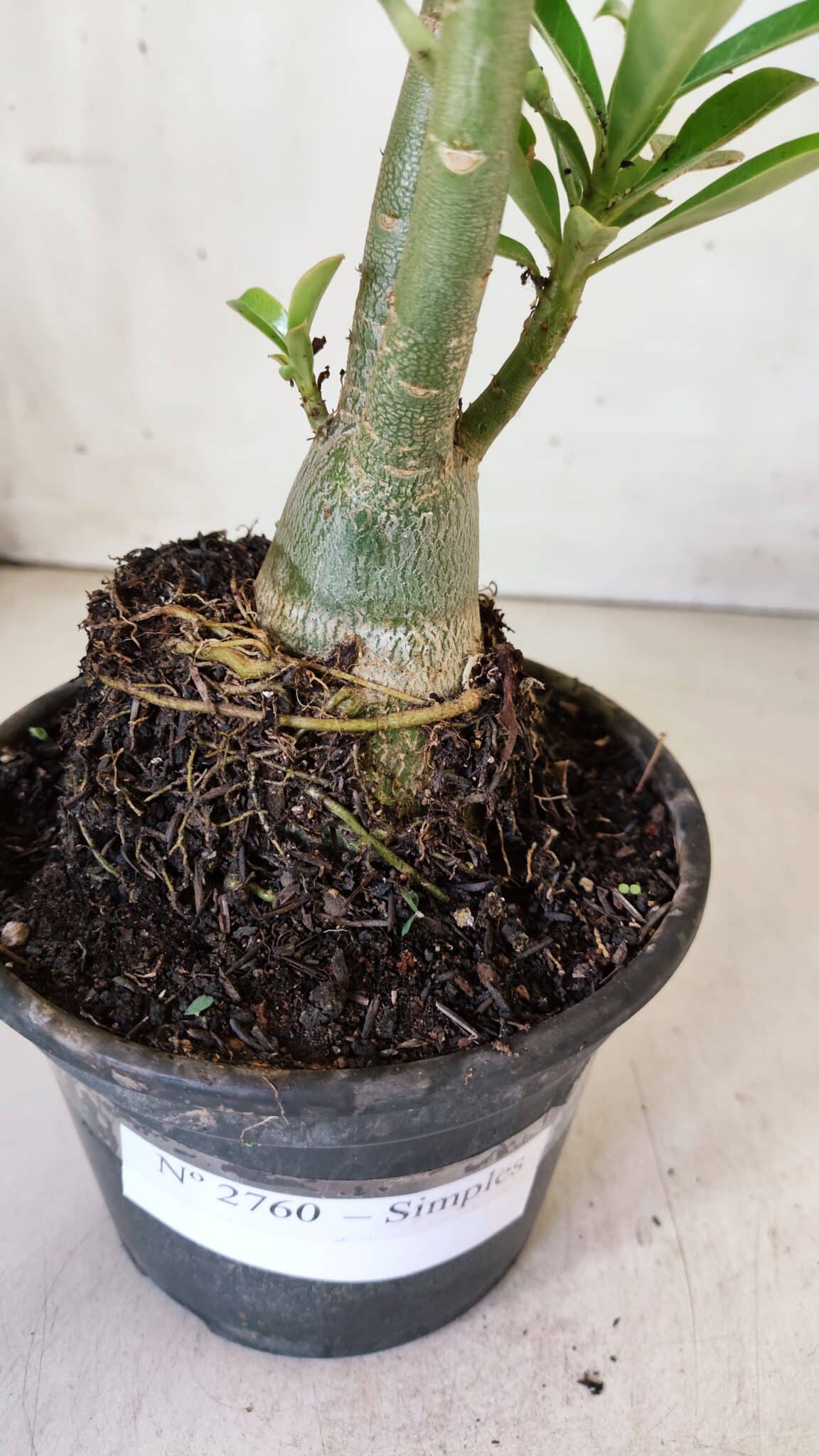 Planta Simples 2760 – 30cm – 02 anos