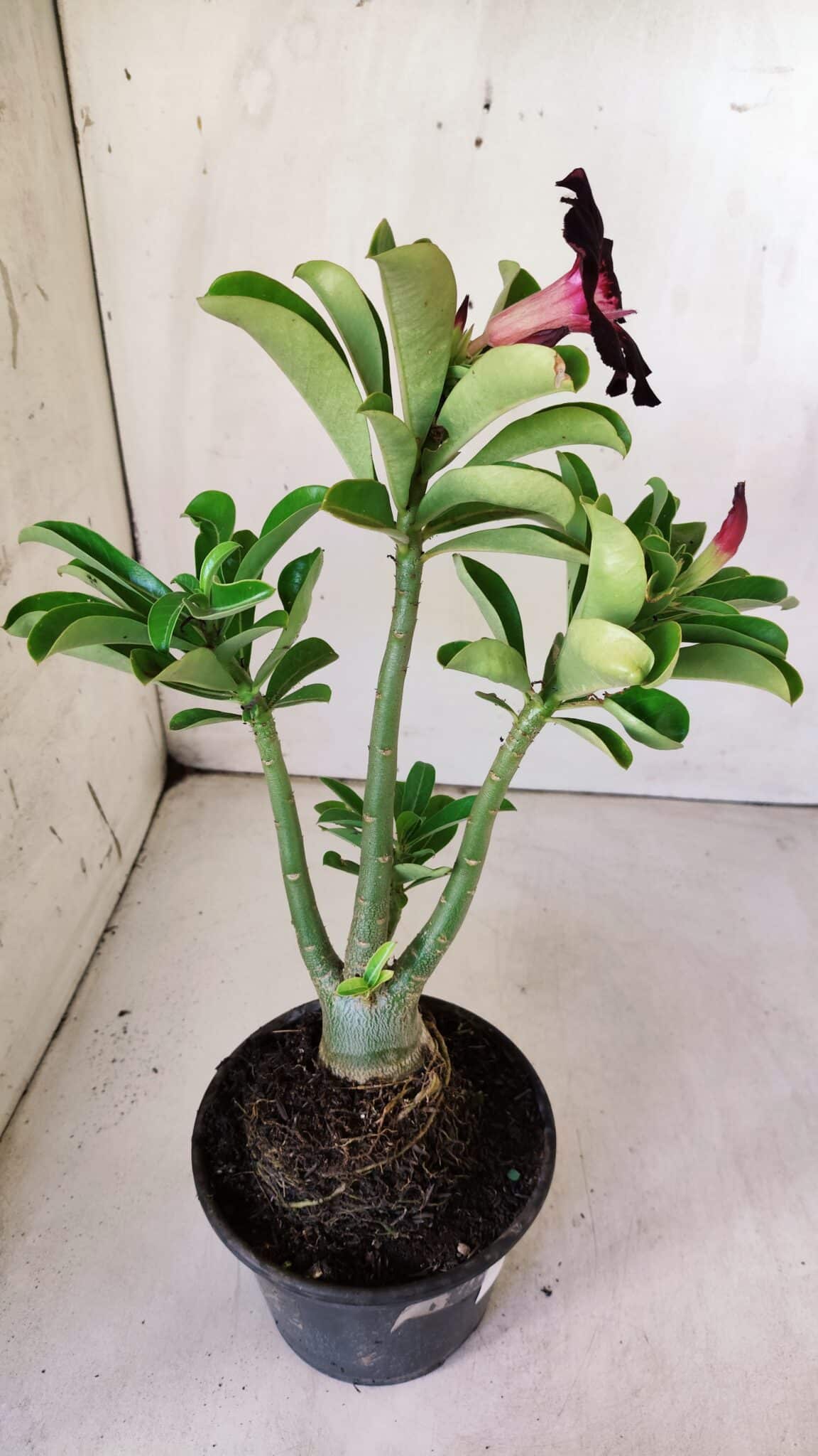 Planta Simples 2760 – 30cm – 02 anos