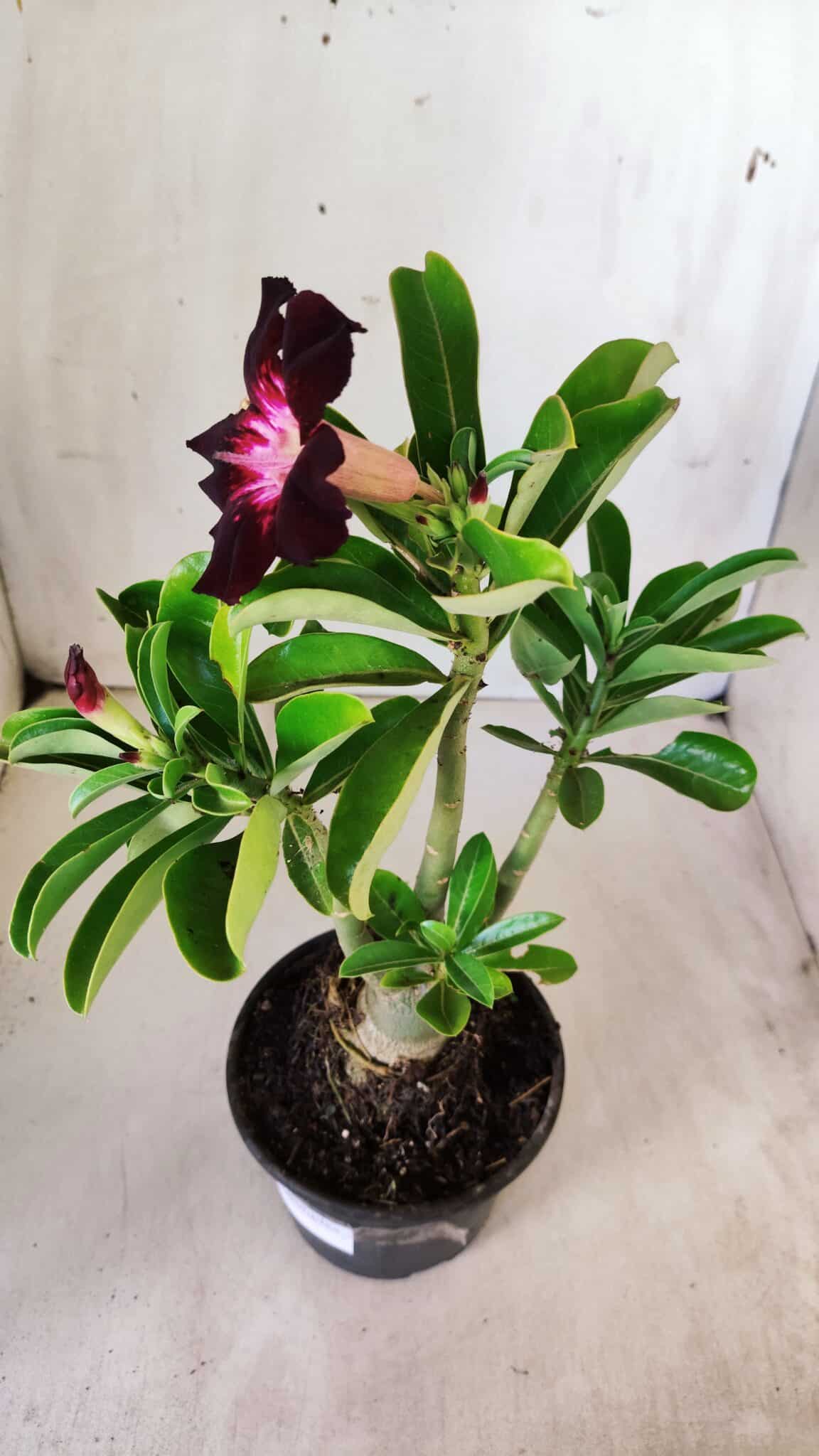 Planta Simples 2760 – 30cm – 02 anos
